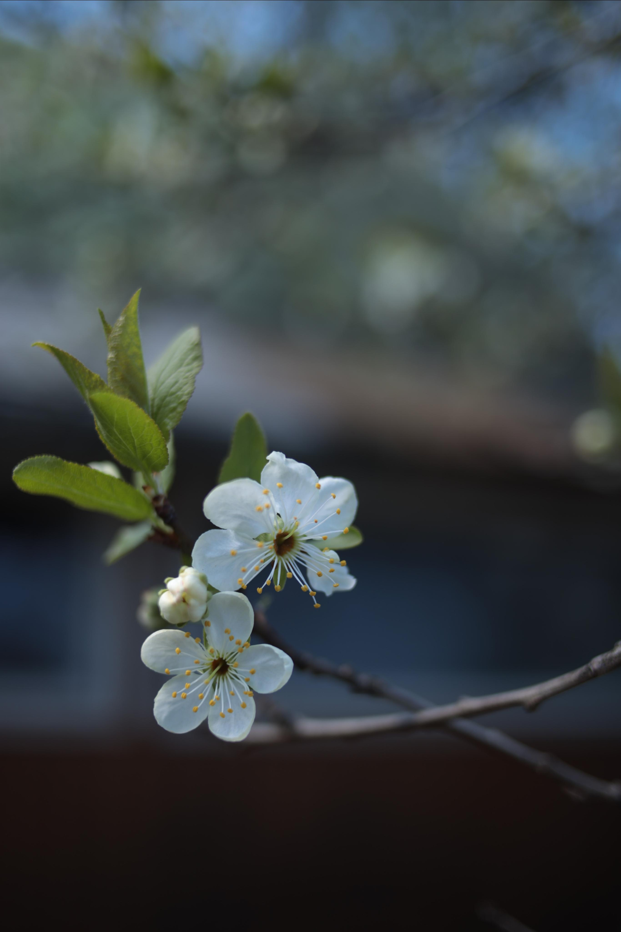 2021. Фотограф Коронелли