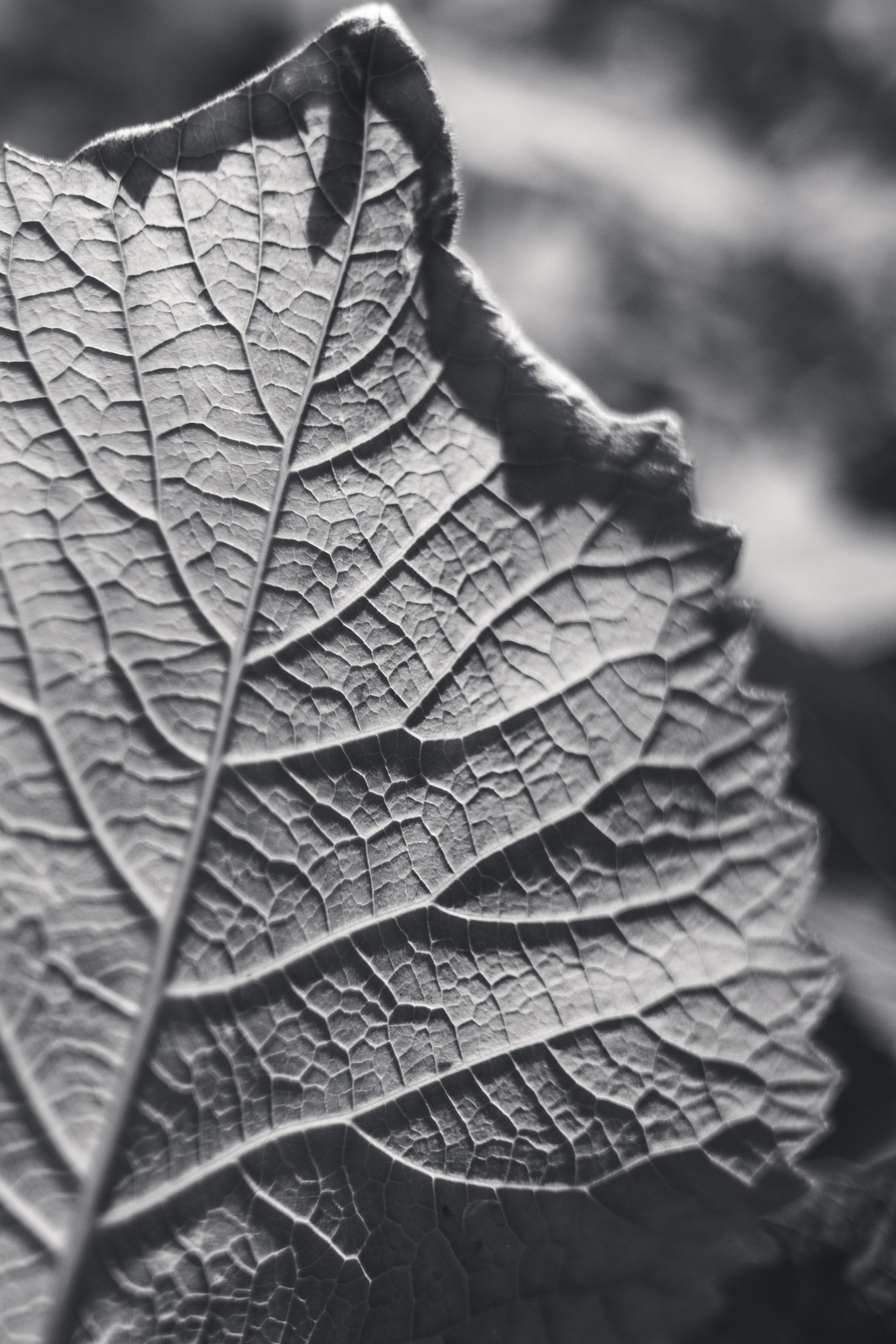 2022. Фотограф Коронелли