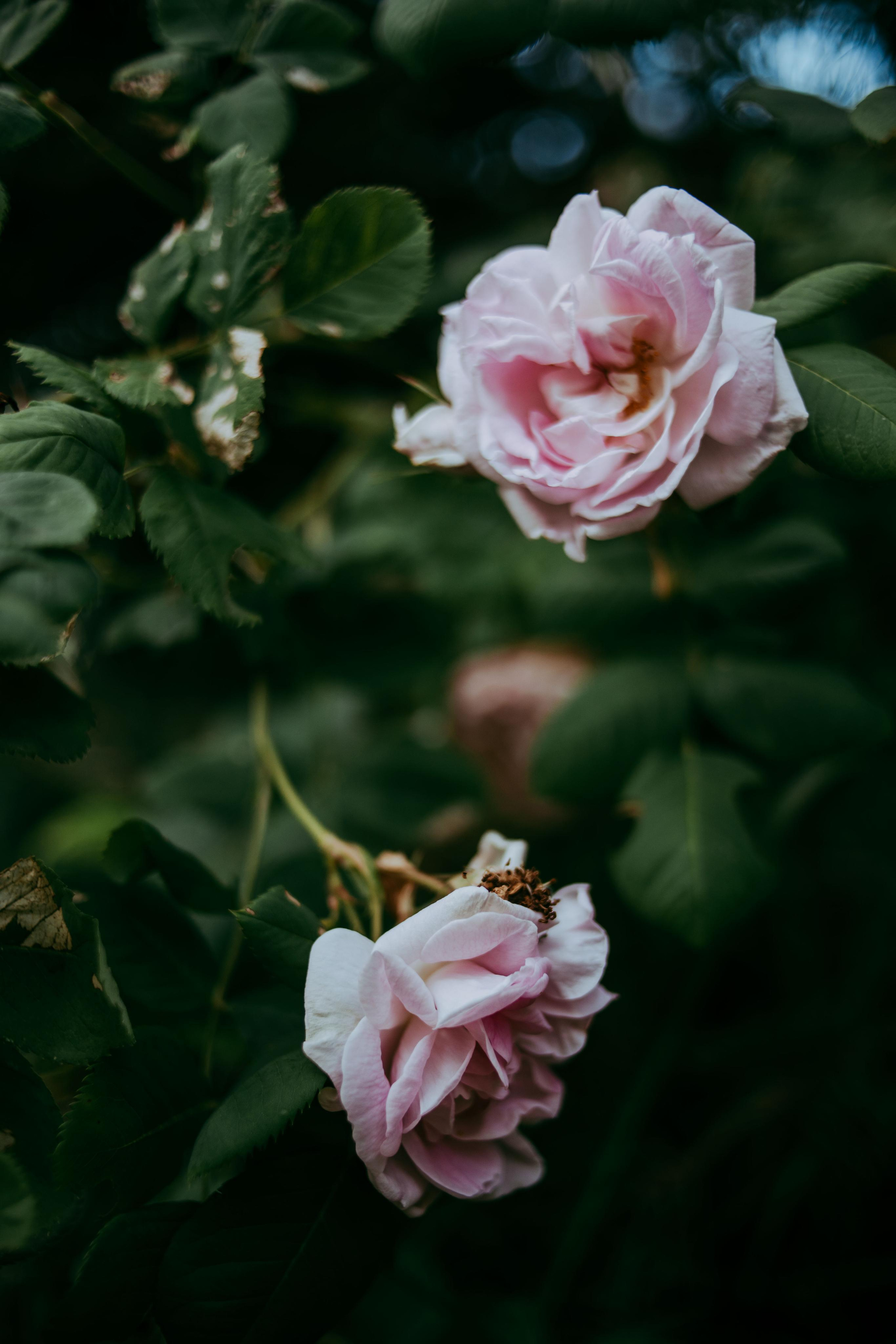 2022. Фотограф Коронелли