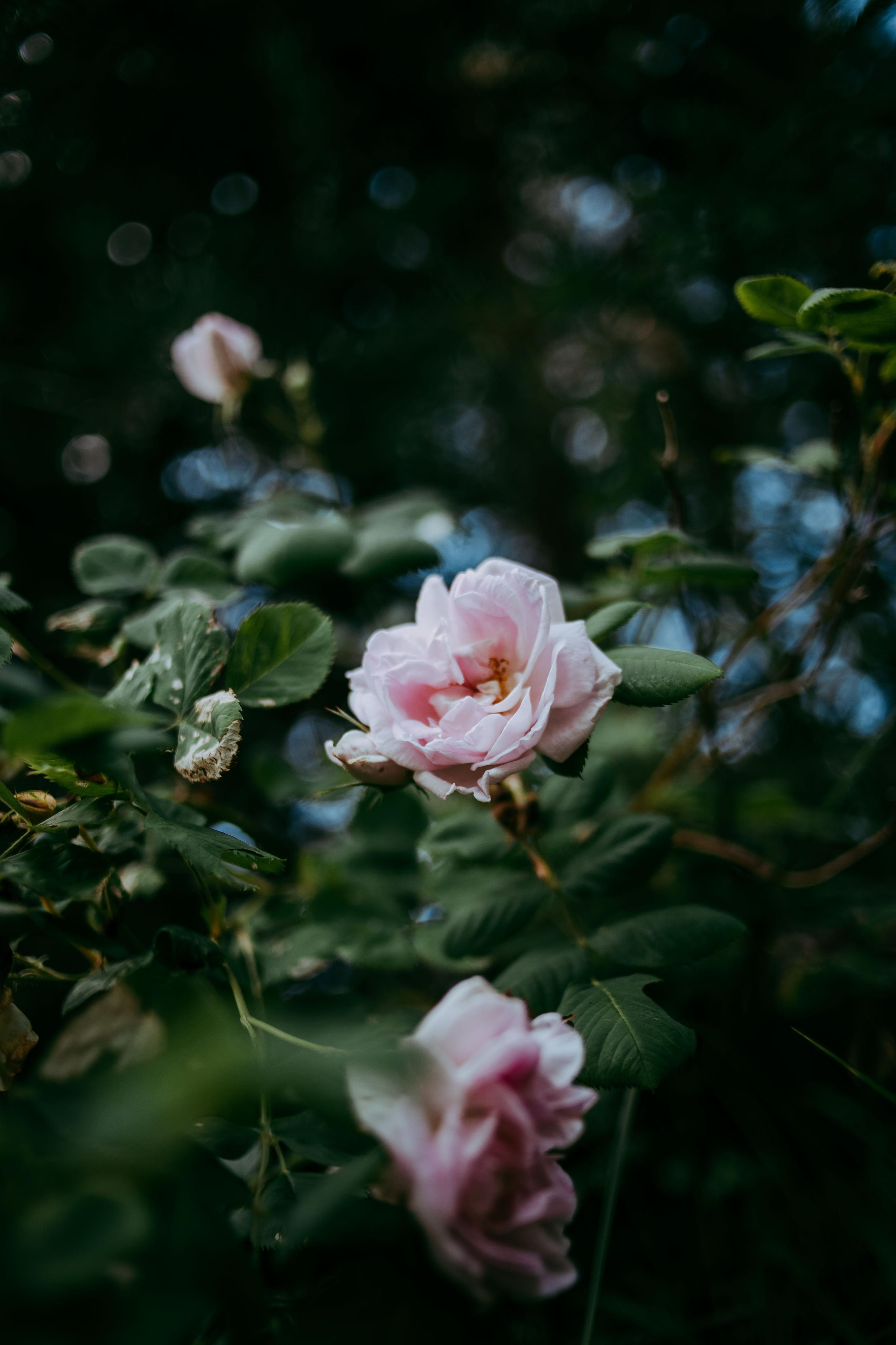 2022. Фотограф Коронелли