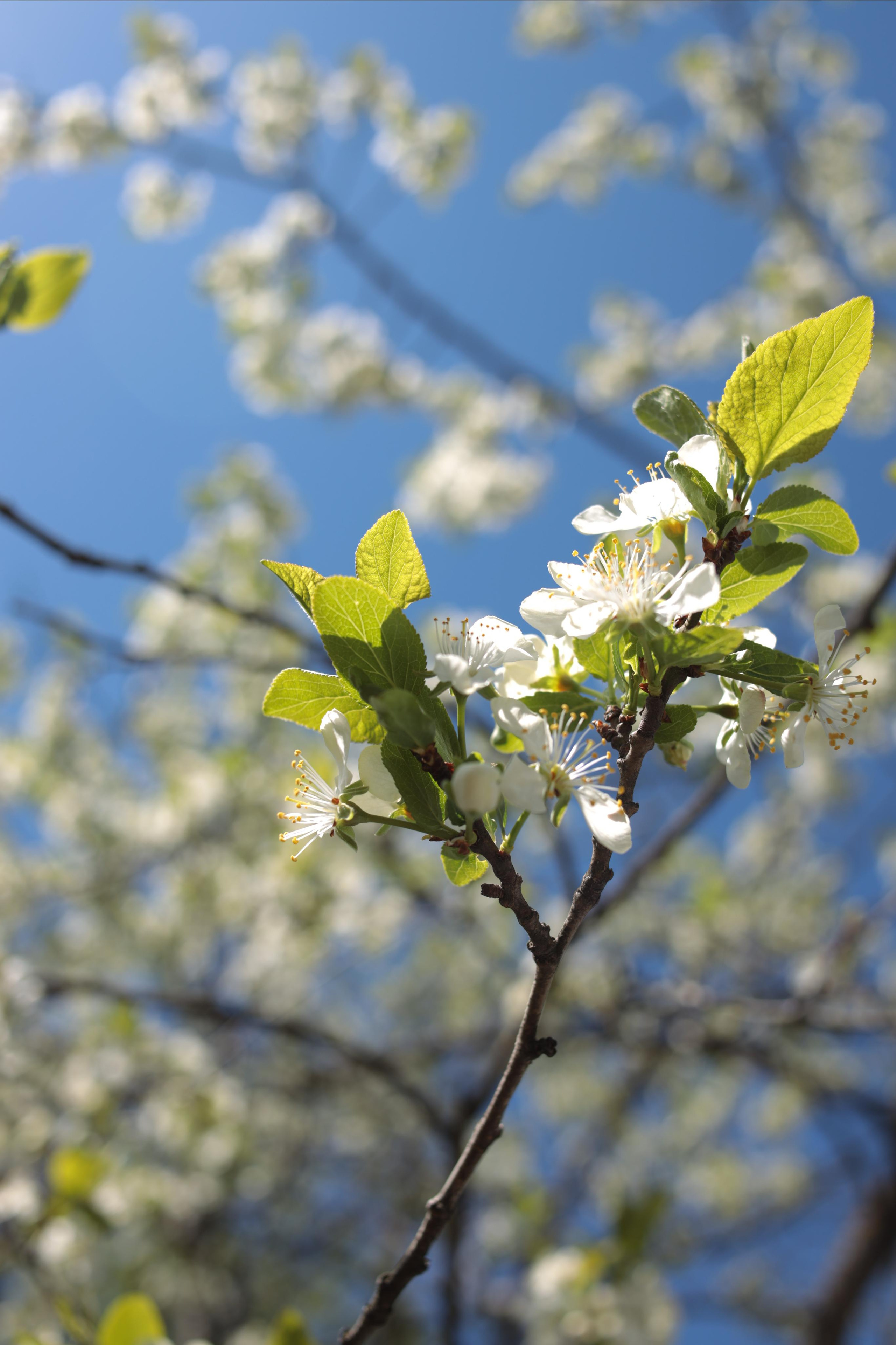 2021. Фотограф Коронелли