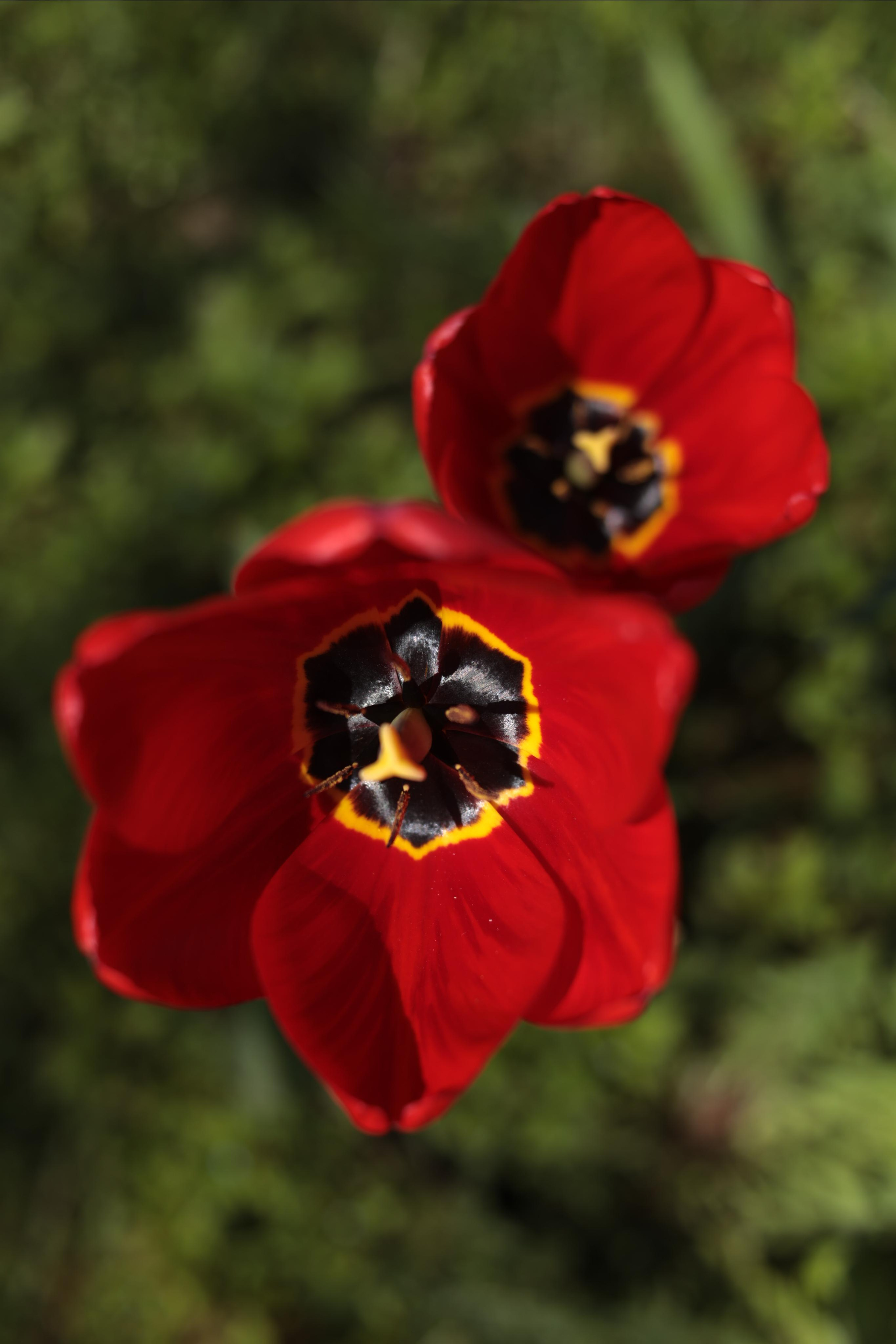 2021. Фотограф Коронелли