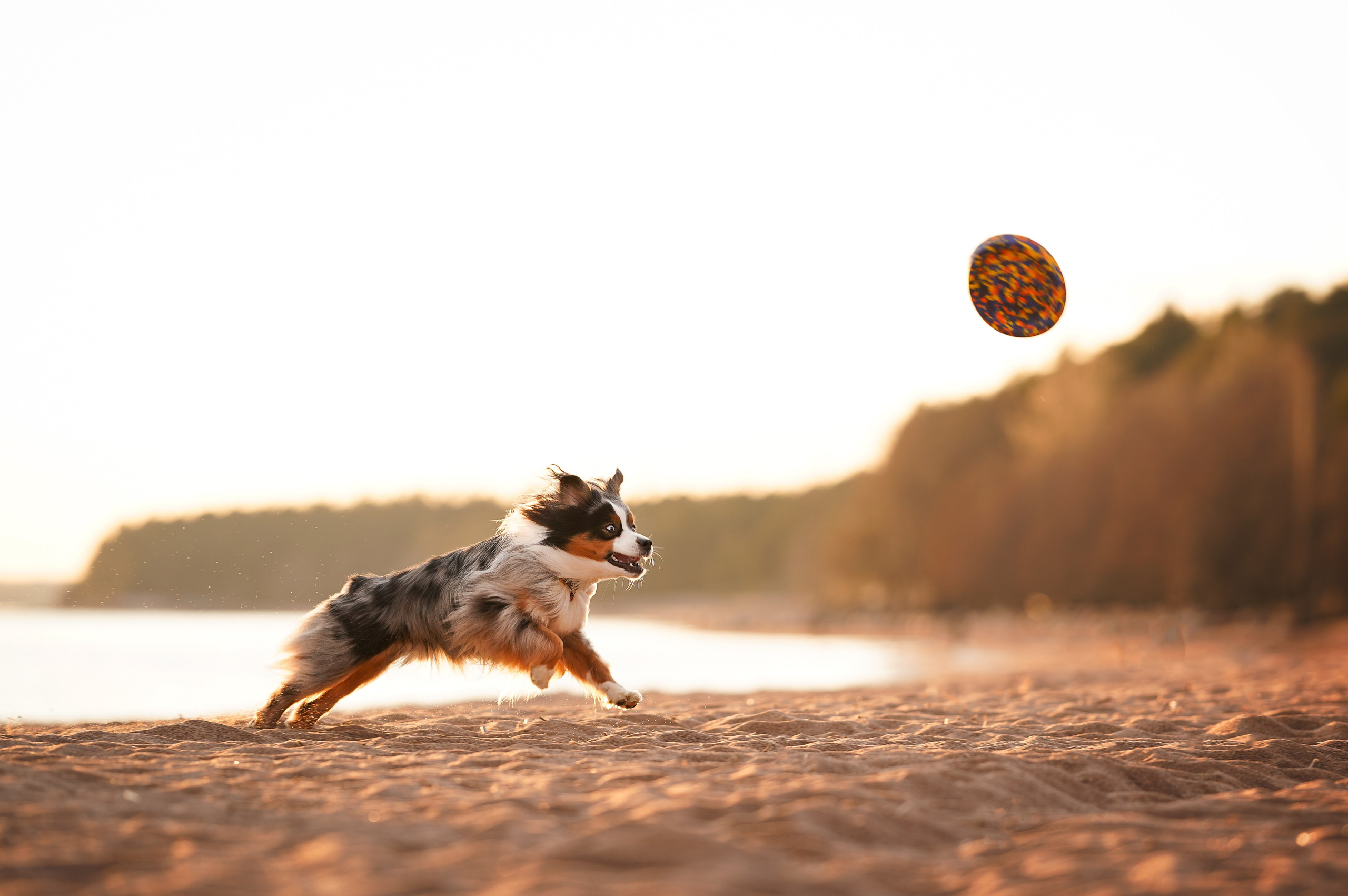 Алиса и Джокер. Фотограф-анималист в Санкт-Петербурге Яна Мартынова