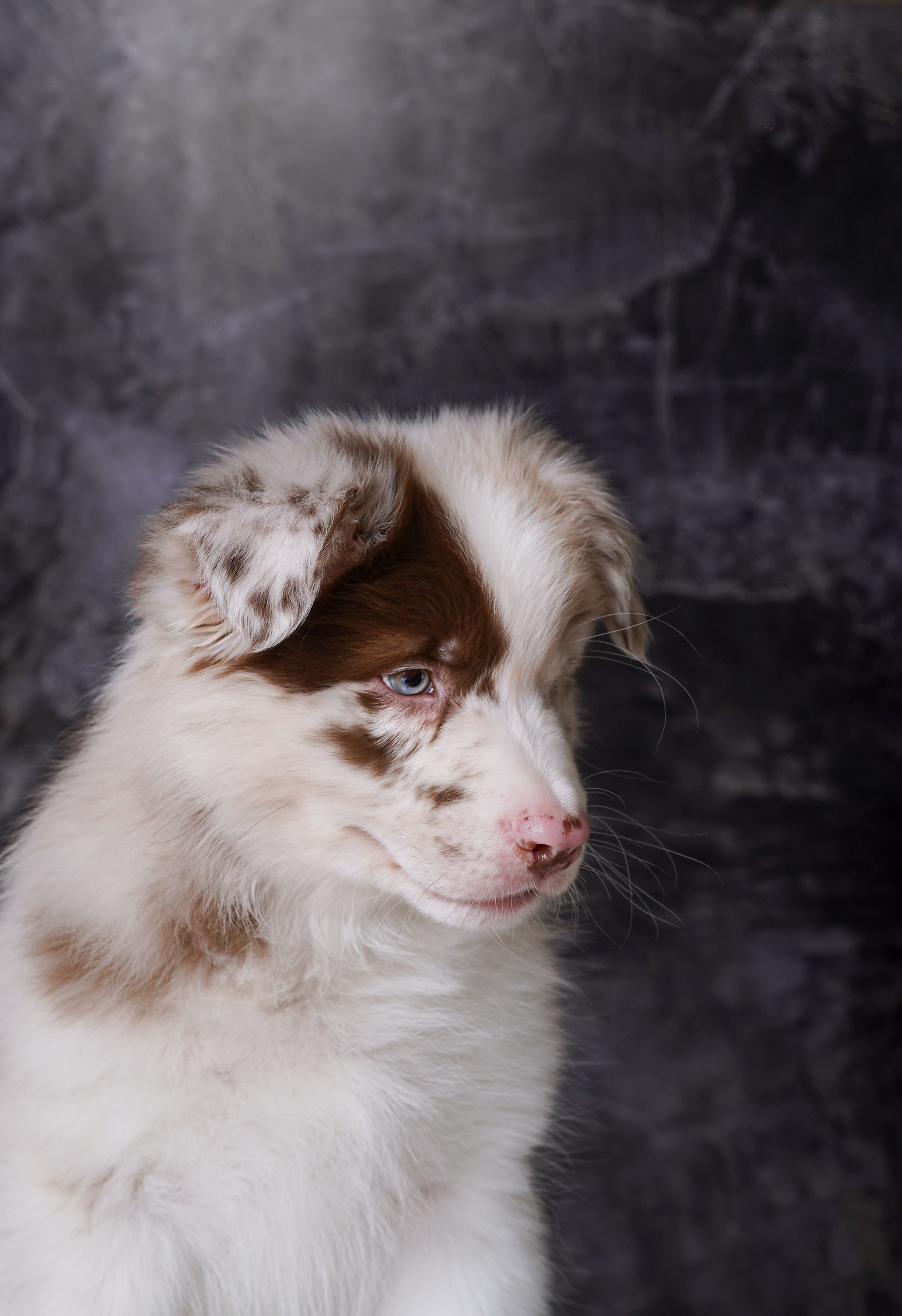 Щенки аусси. Фотограф-анималист в Санкт-Петербурге Яна Мартынова