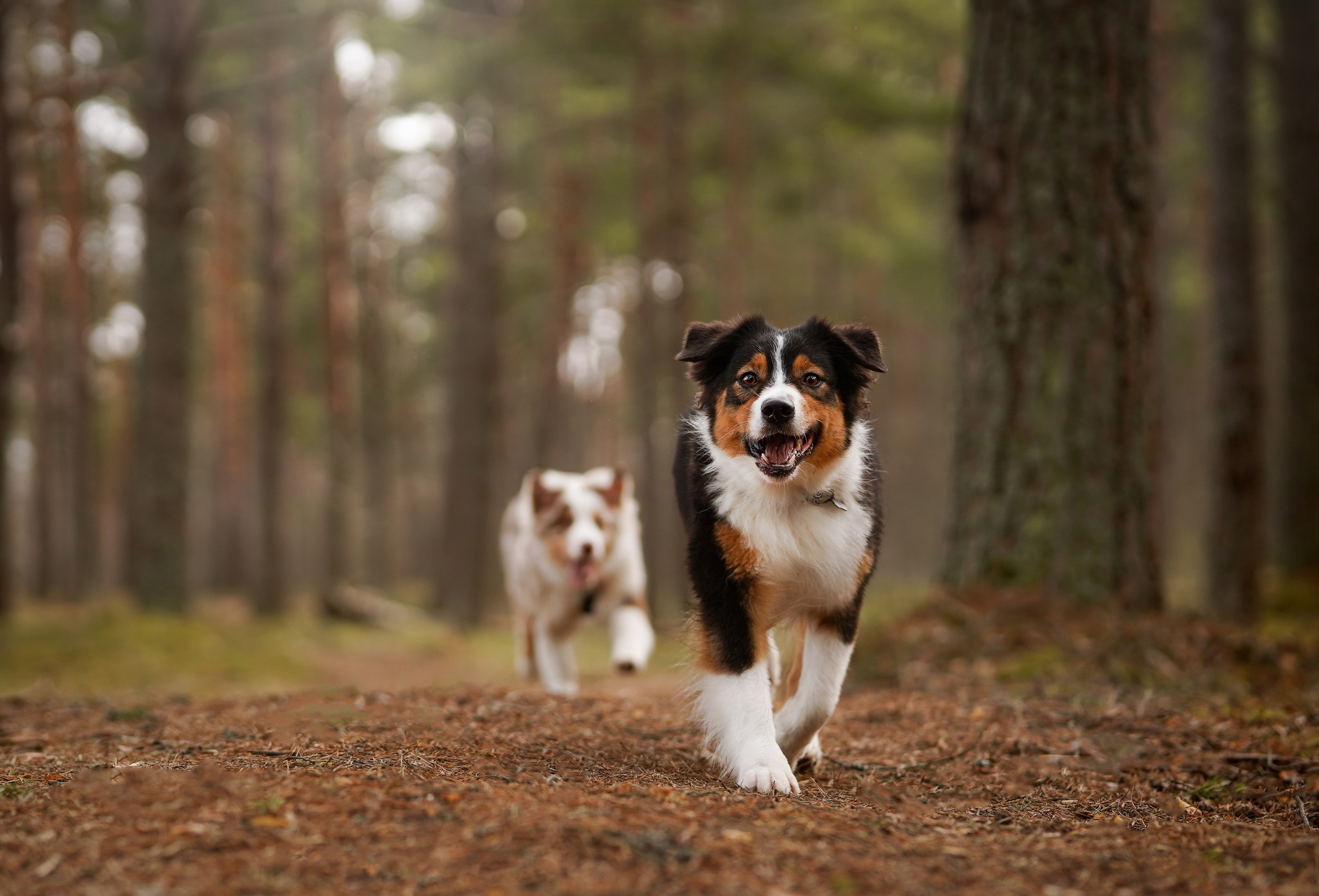Аусси на Ладоге. Фотограф-анималист в Санкт-Петербурге Яна Мартынова