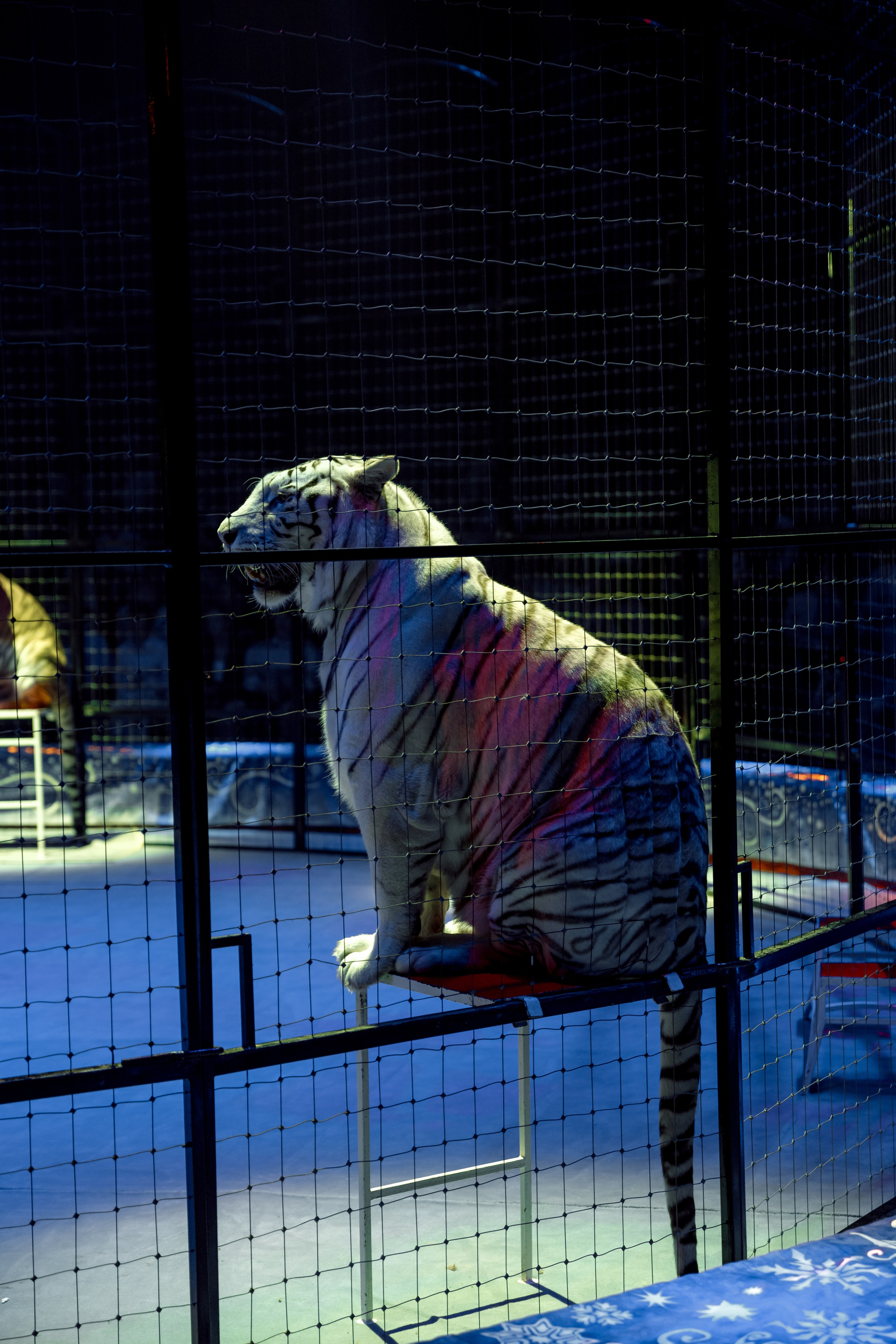 Цирк Moretti в Иркутске. Свадебный фотограф Иркутск, репортажный фотограф Иркутск