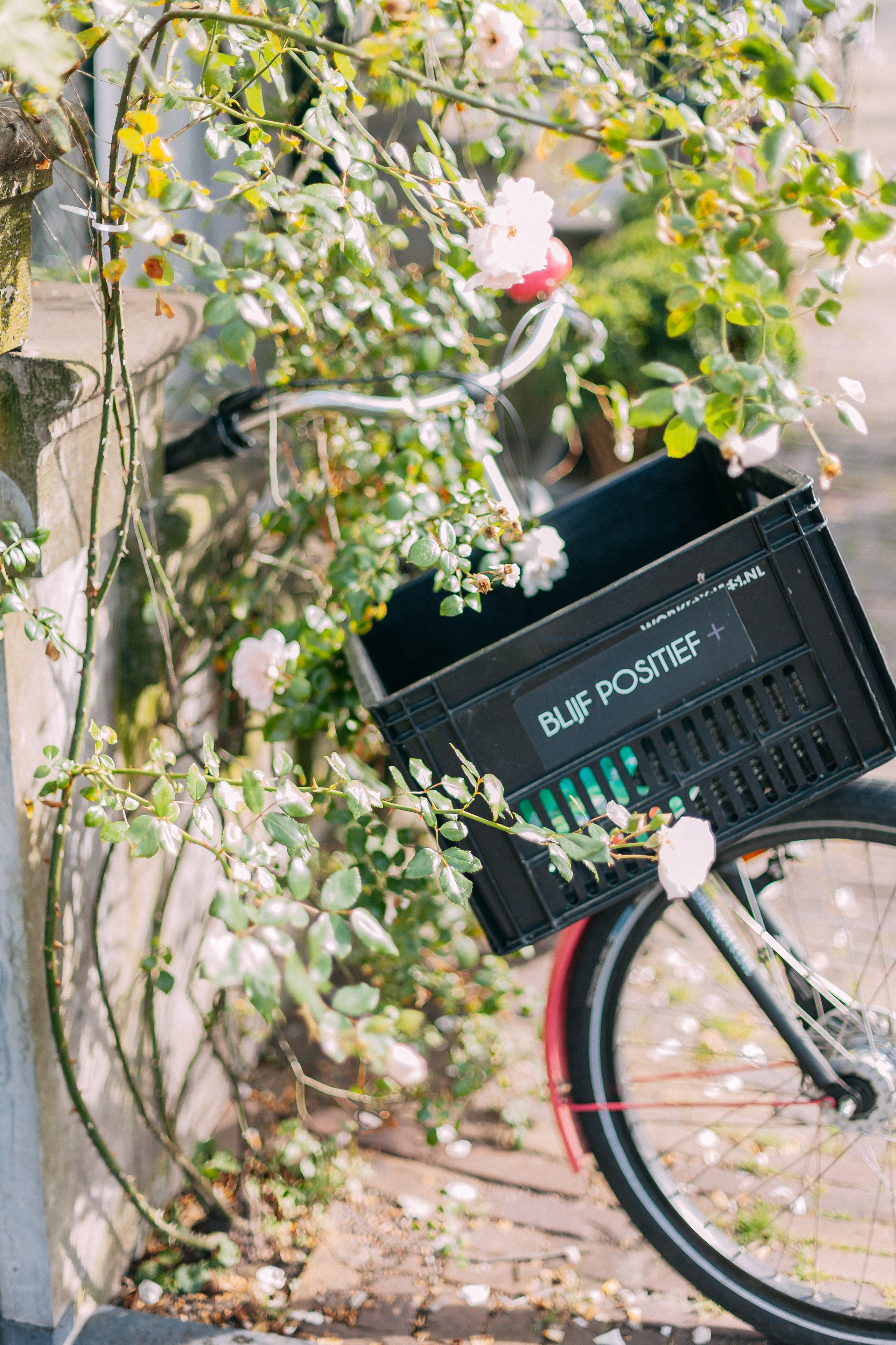 Амстердам. Аня Степанова