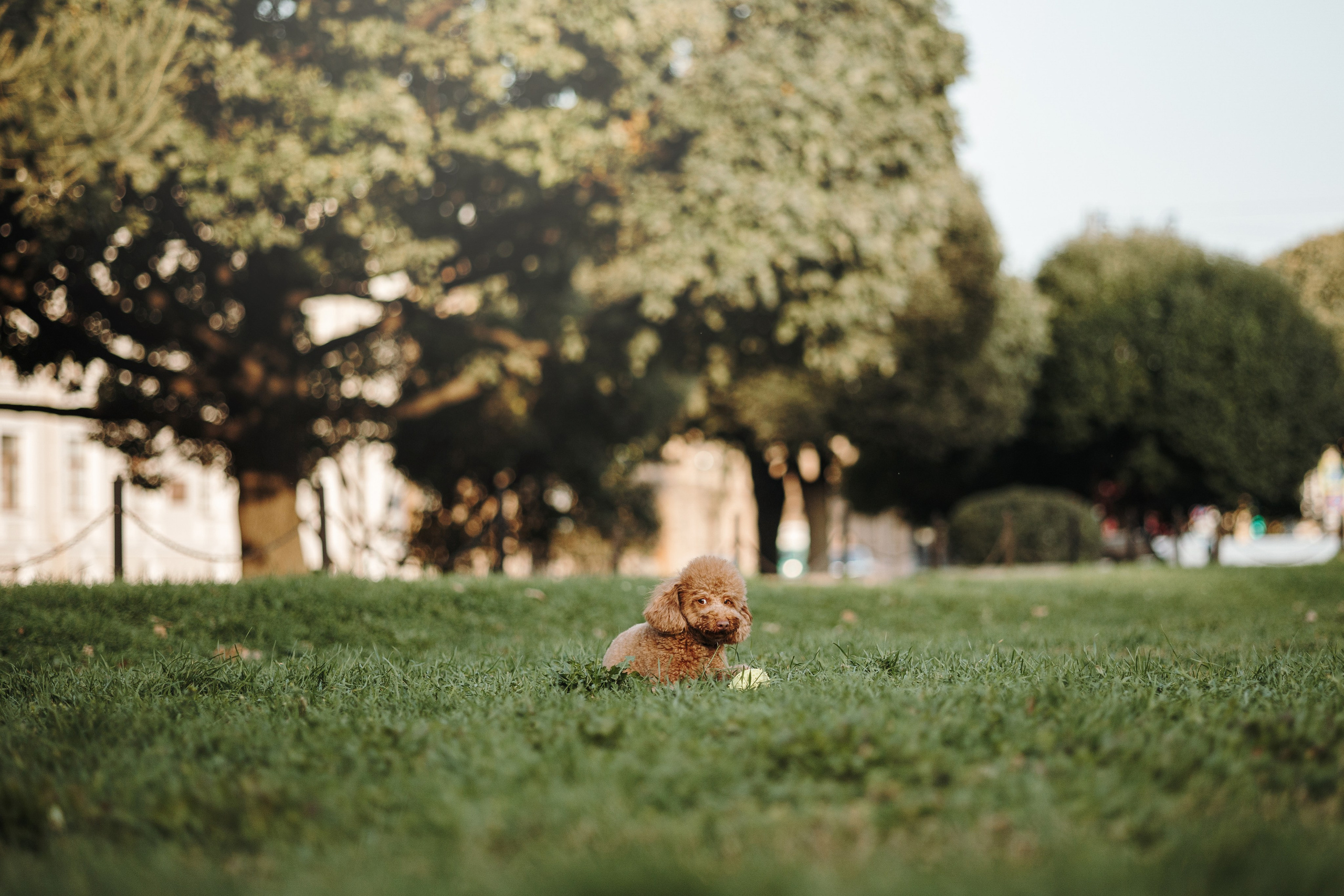 Барни и его семья. Фотограф — Анималист | Санкт-Петербург