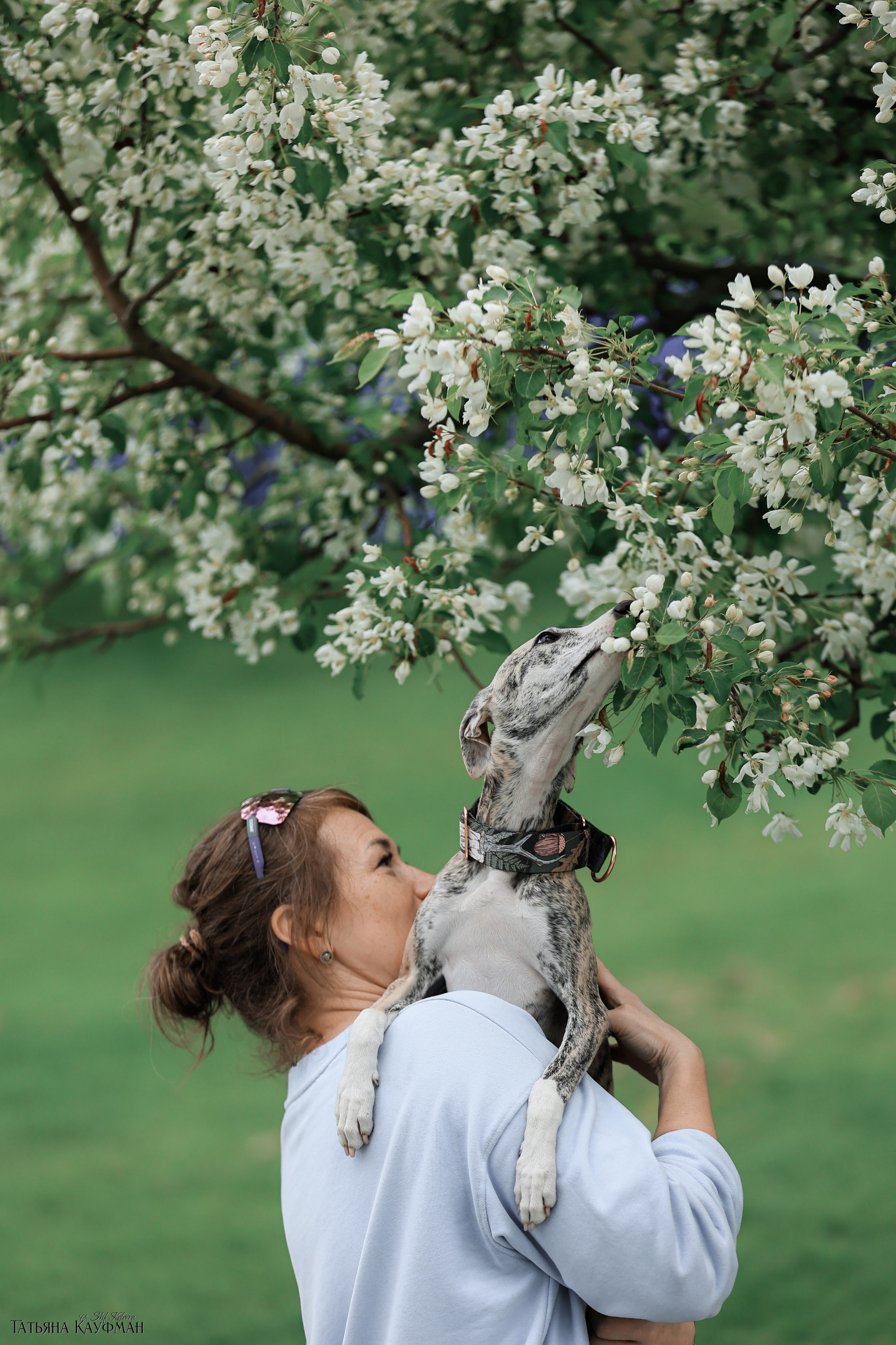 Уиппет, фотография уиппет, собака в цветах, красивая собака, фотограф анималист, фотокурс Анималистика, научиться фотографировать собак, фотограф Новосибирск
