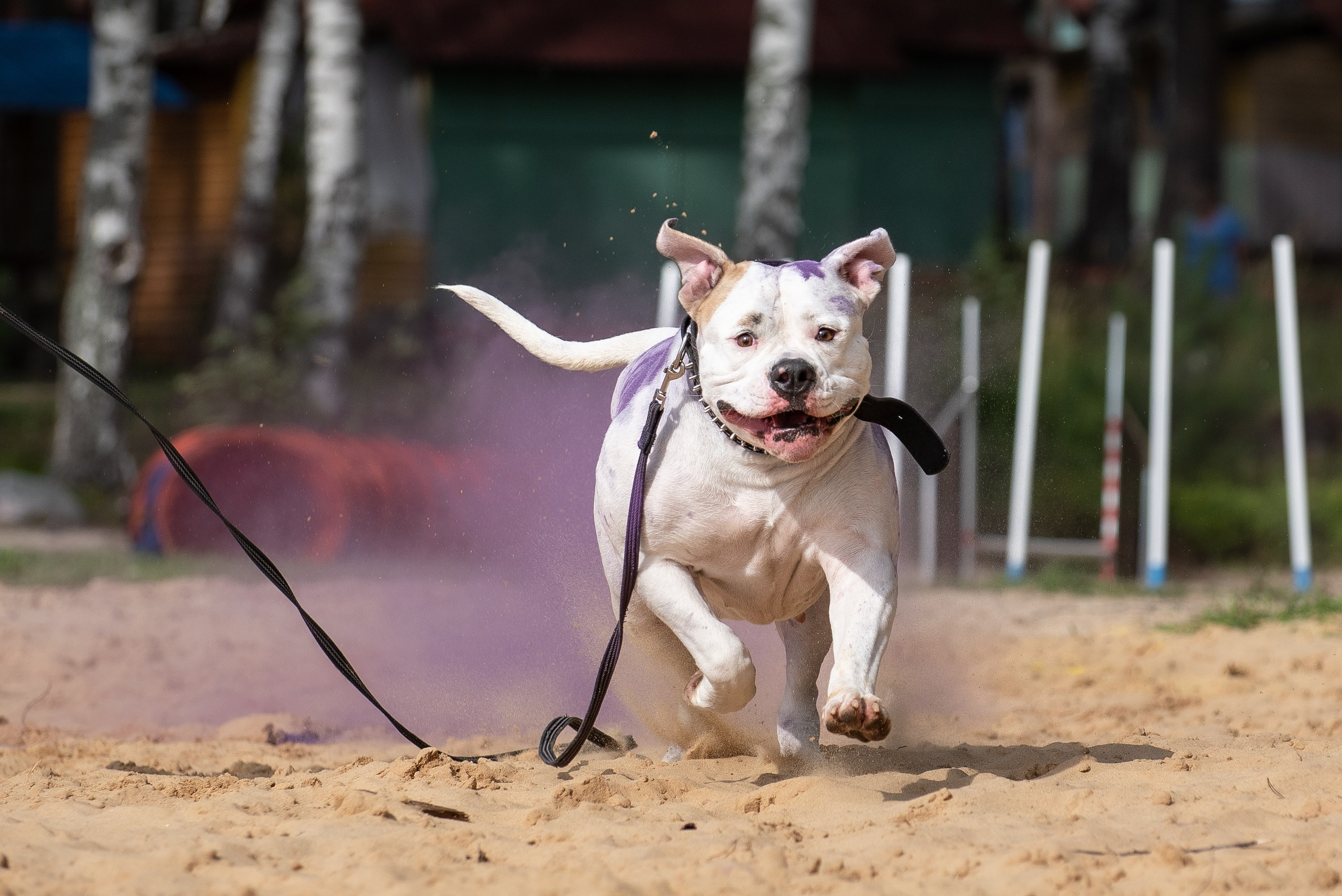 Всплеск эмоций 2023 Кинологический фестиваль. Фотограф Макс Огурцов в Нижнем Новгороде