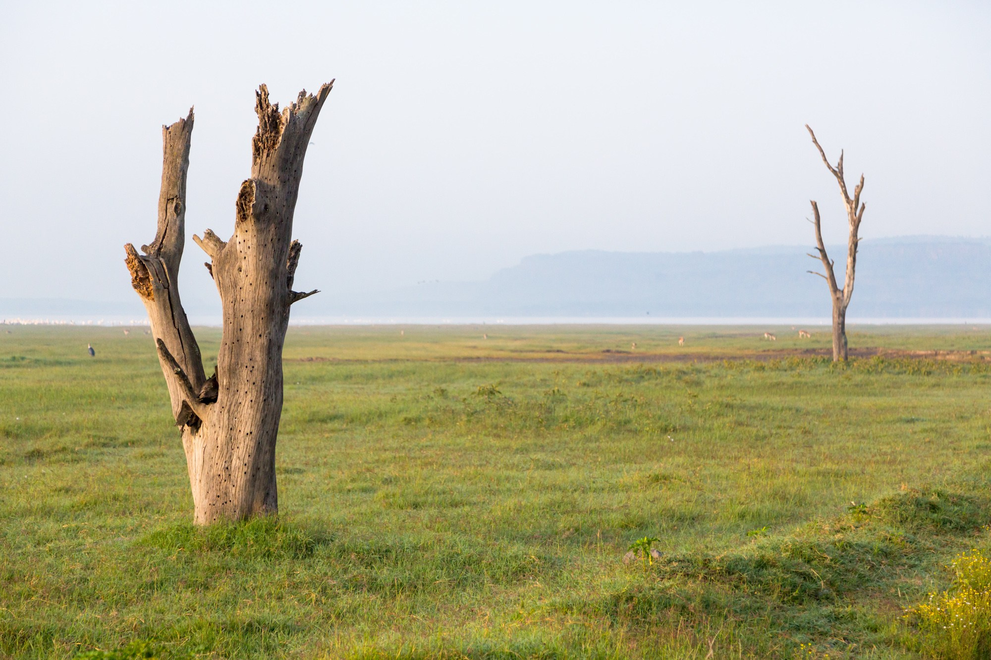 Африка. Кения. Фотосъёмка животных в африканской саванне. Фотограф Алексей Скоробогатько