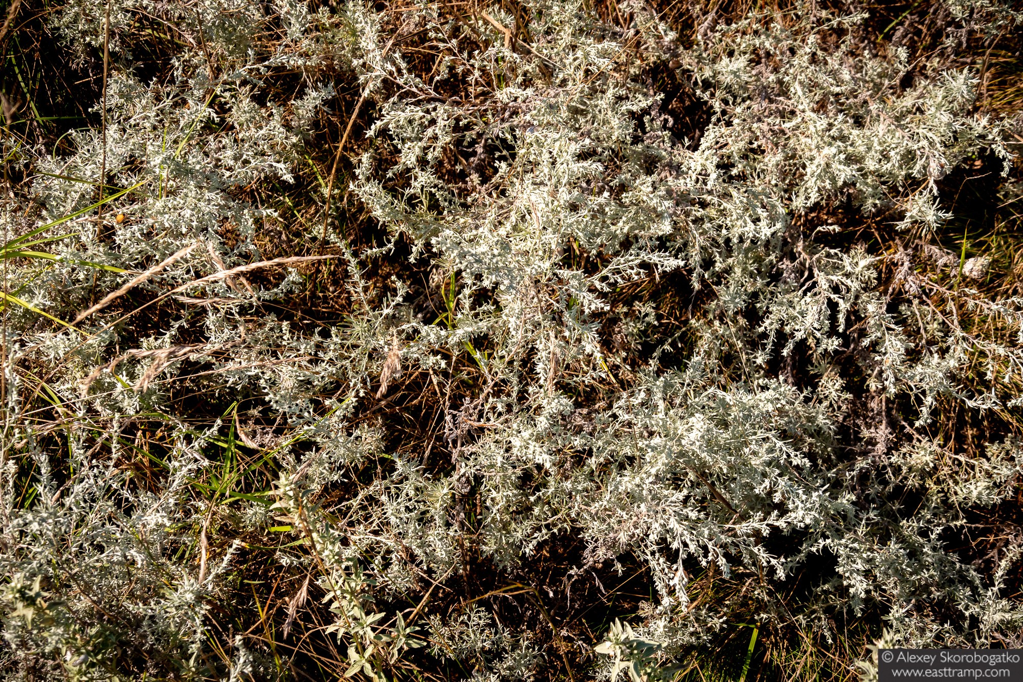 Археологические раскопки некрополя Кыз-Аул в Крыму. Фотограф Алексей Скоробогатько