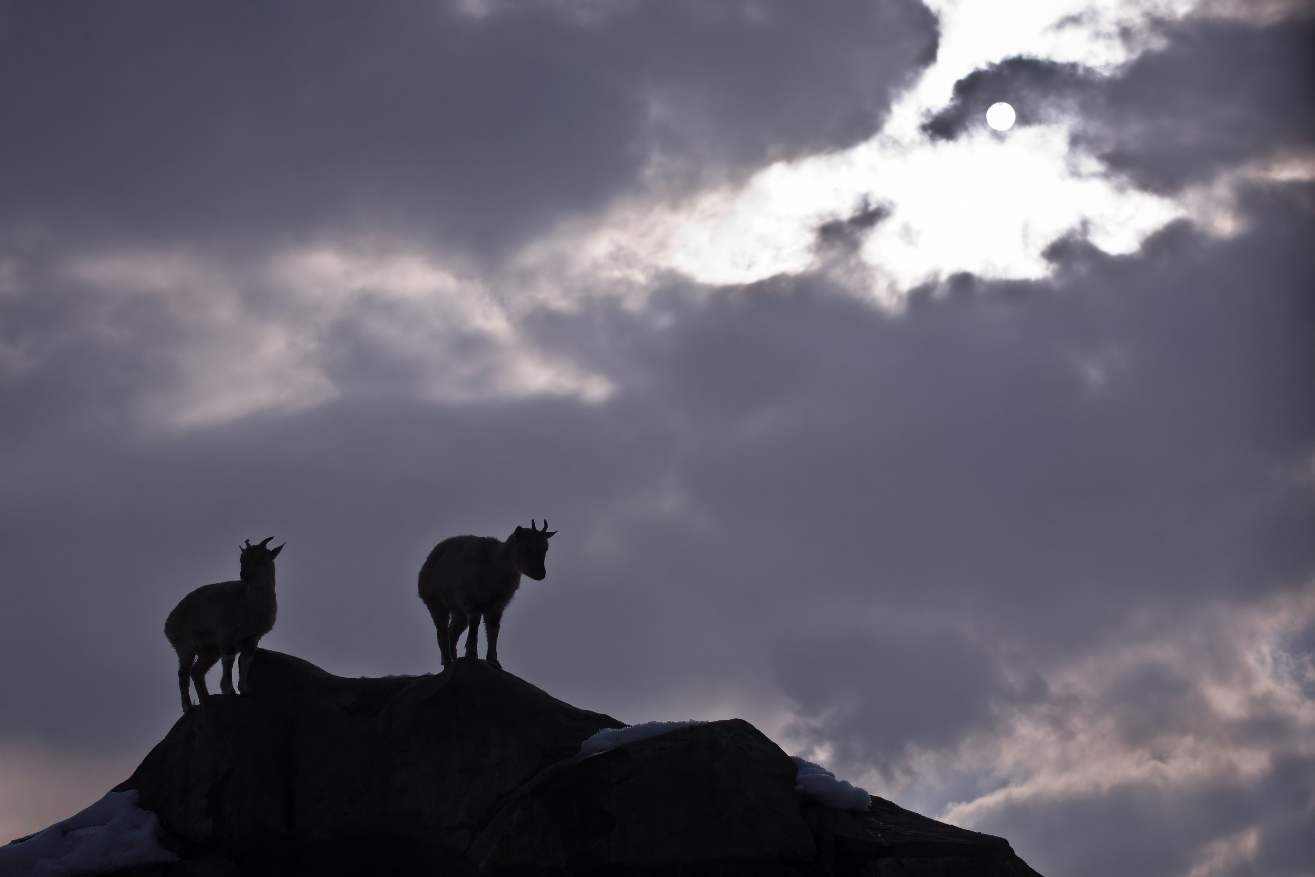 ЗООПАРК. Фотограф Владимир Остапенко