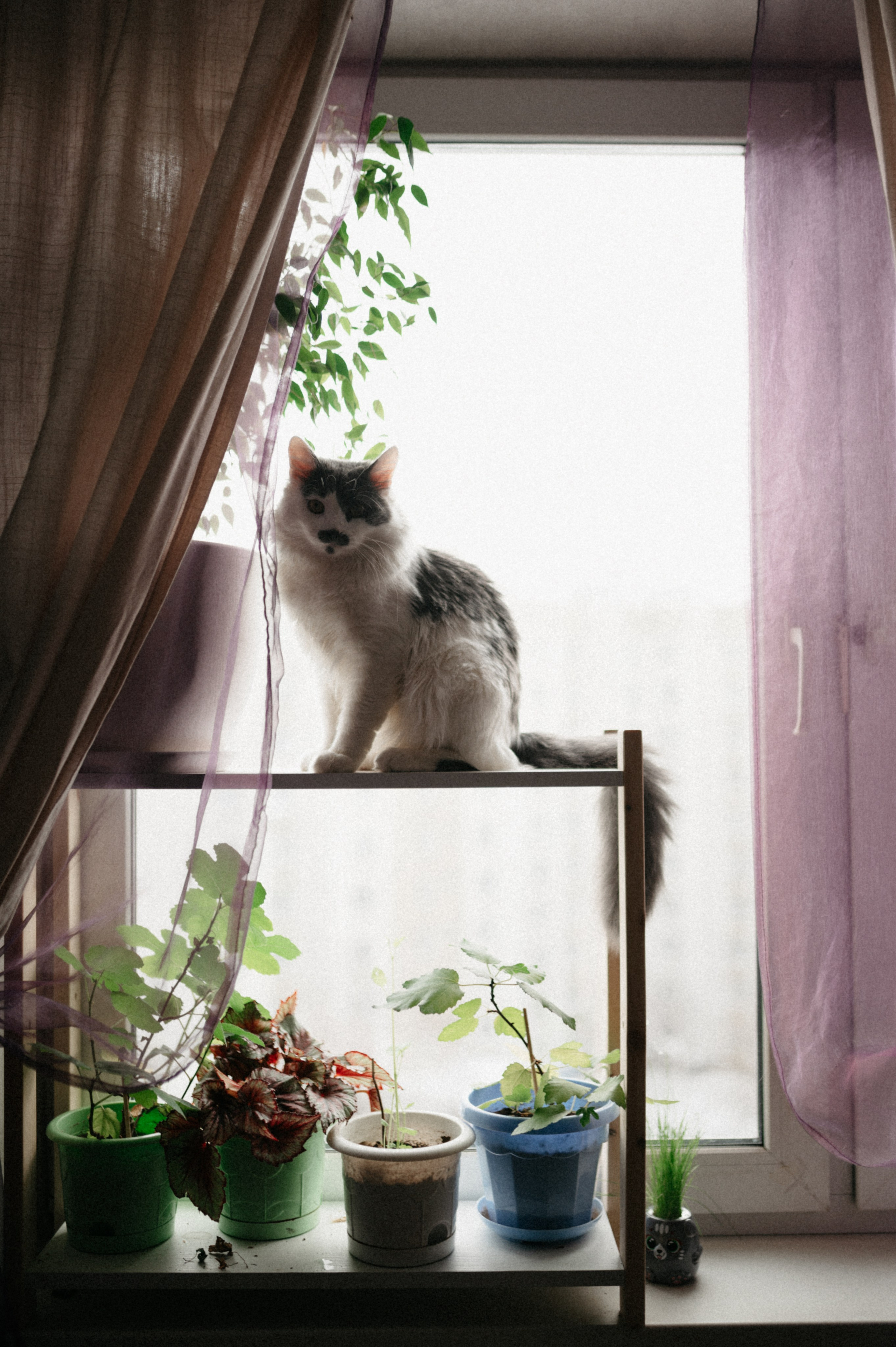 Оля и её меховая банда. Фотограф анималист в Москве Ольга Агушева