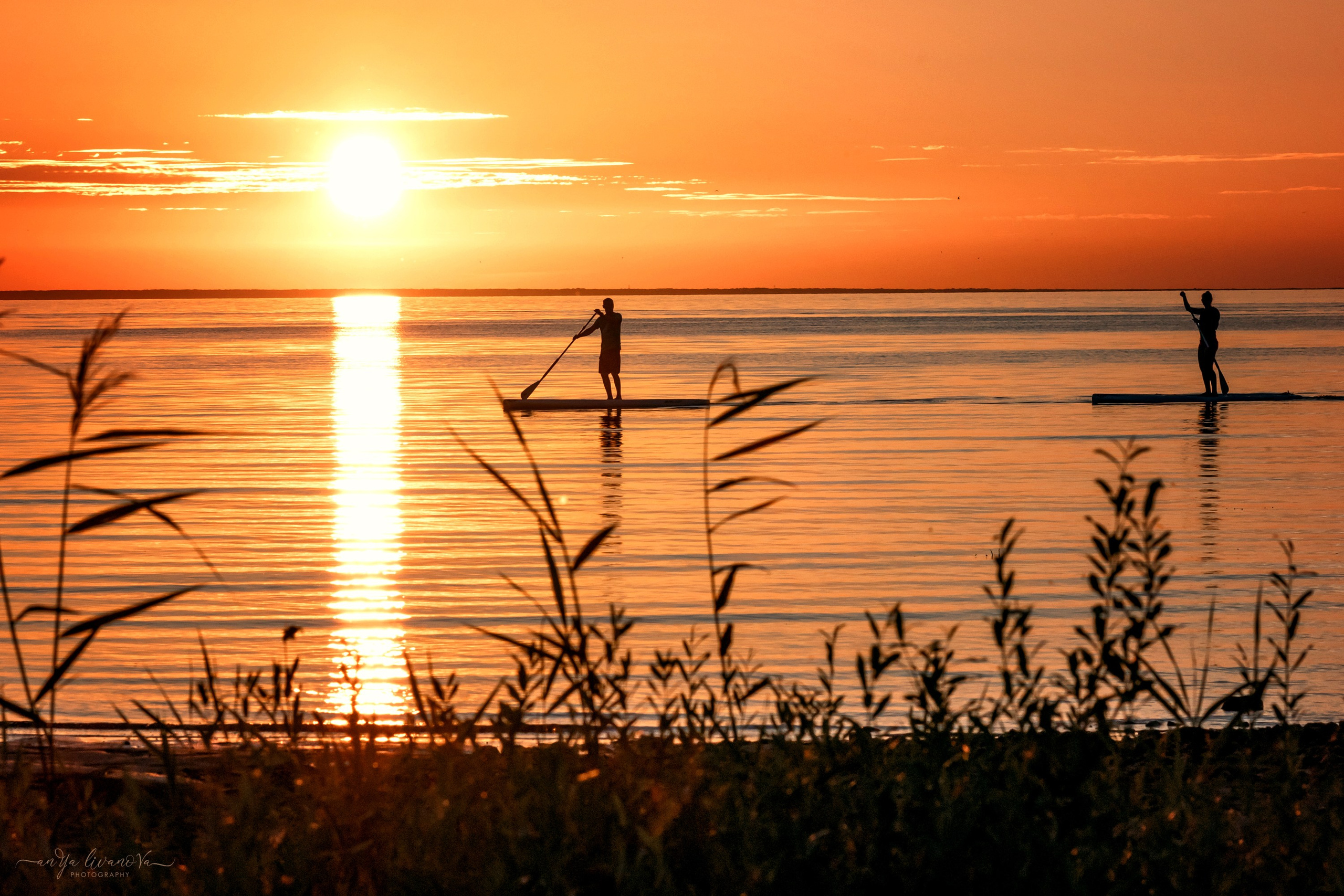 Прайд на море. Фотограф анималист Аня Ливанова | Рыбинск