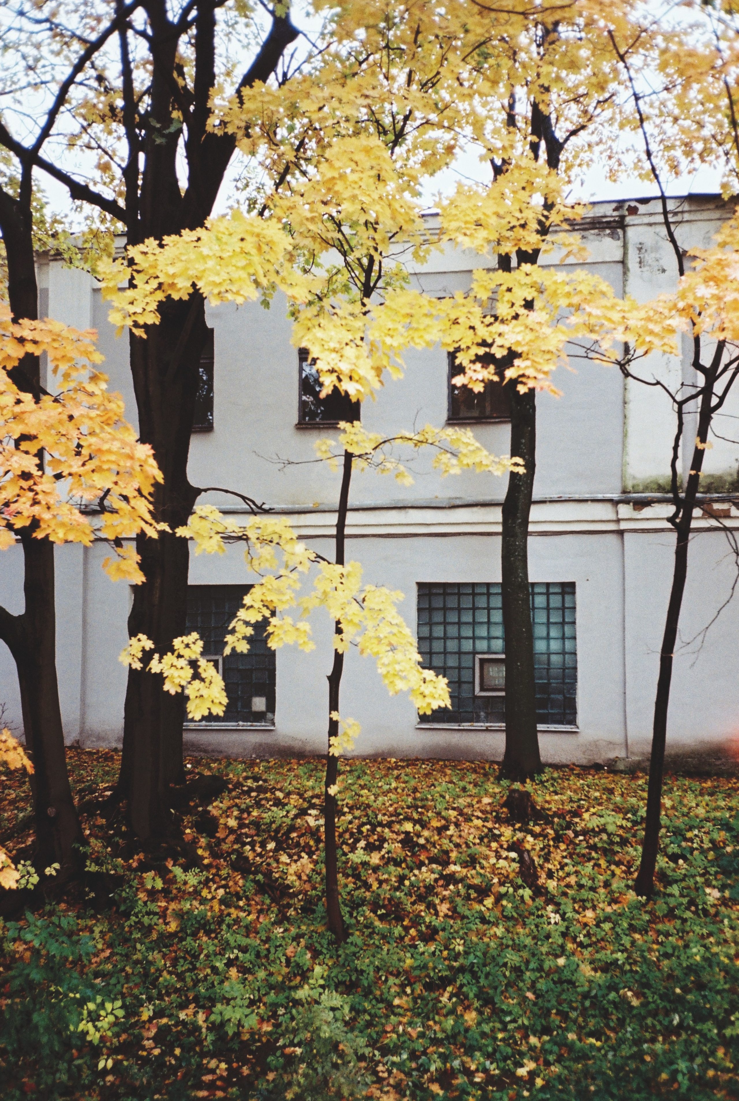 Фотографии цветные. Свадебный и семейный пленочный фотограф в Петербурге Истомина Ирина