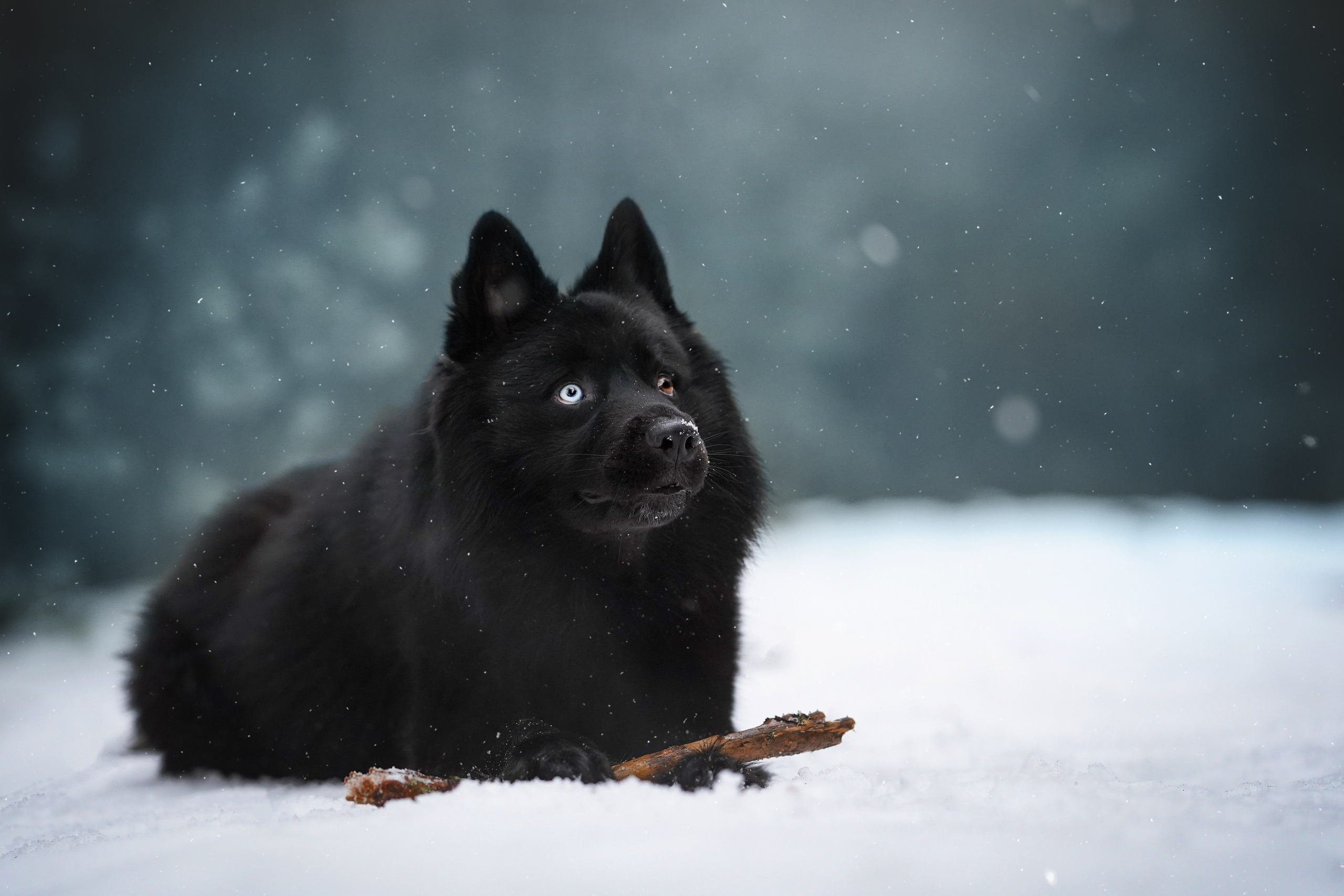 Лора Джанго и Хэппи. Фотограф-анималист в Санкт-Петербурге Яна Мартынова