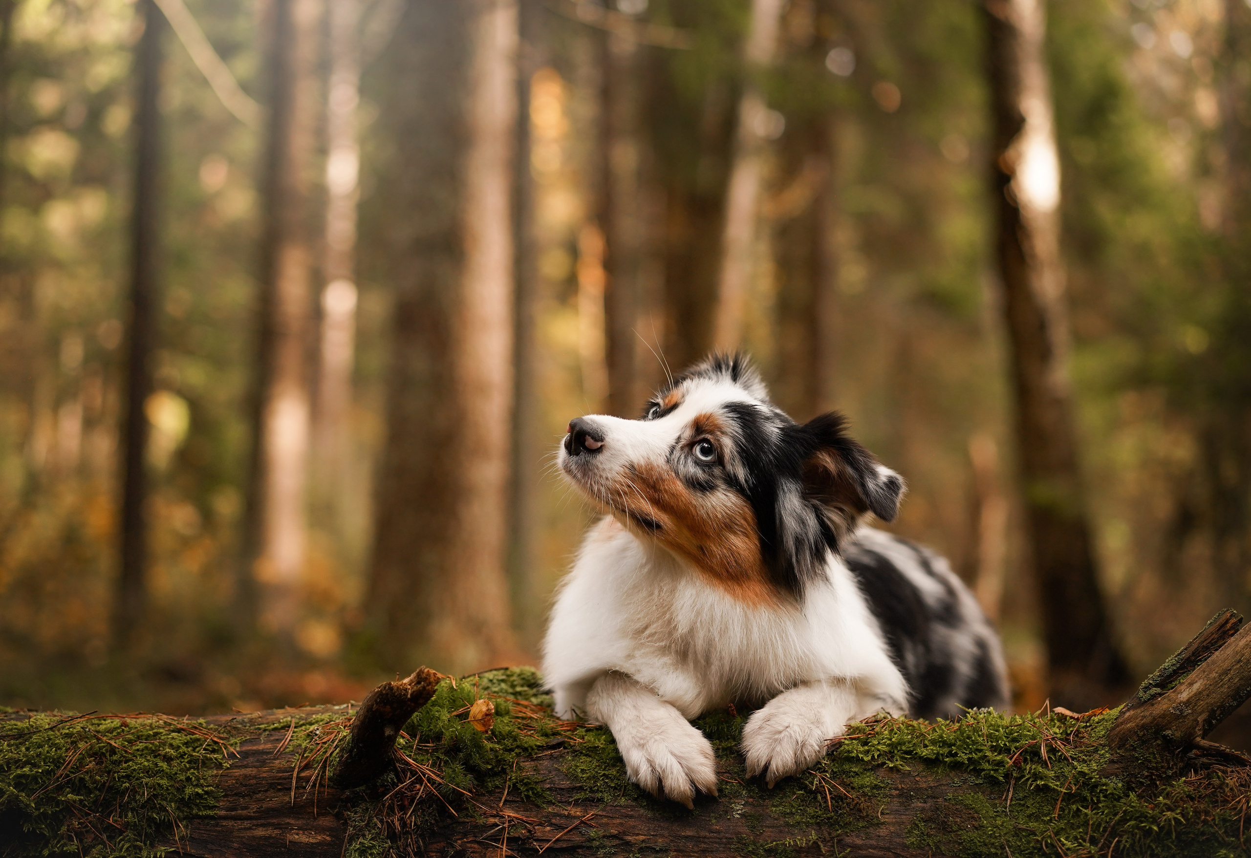 Соня Гавриил и Юкки. Фотограф-анималист в Санкт-Петербурге Яна Мартынова