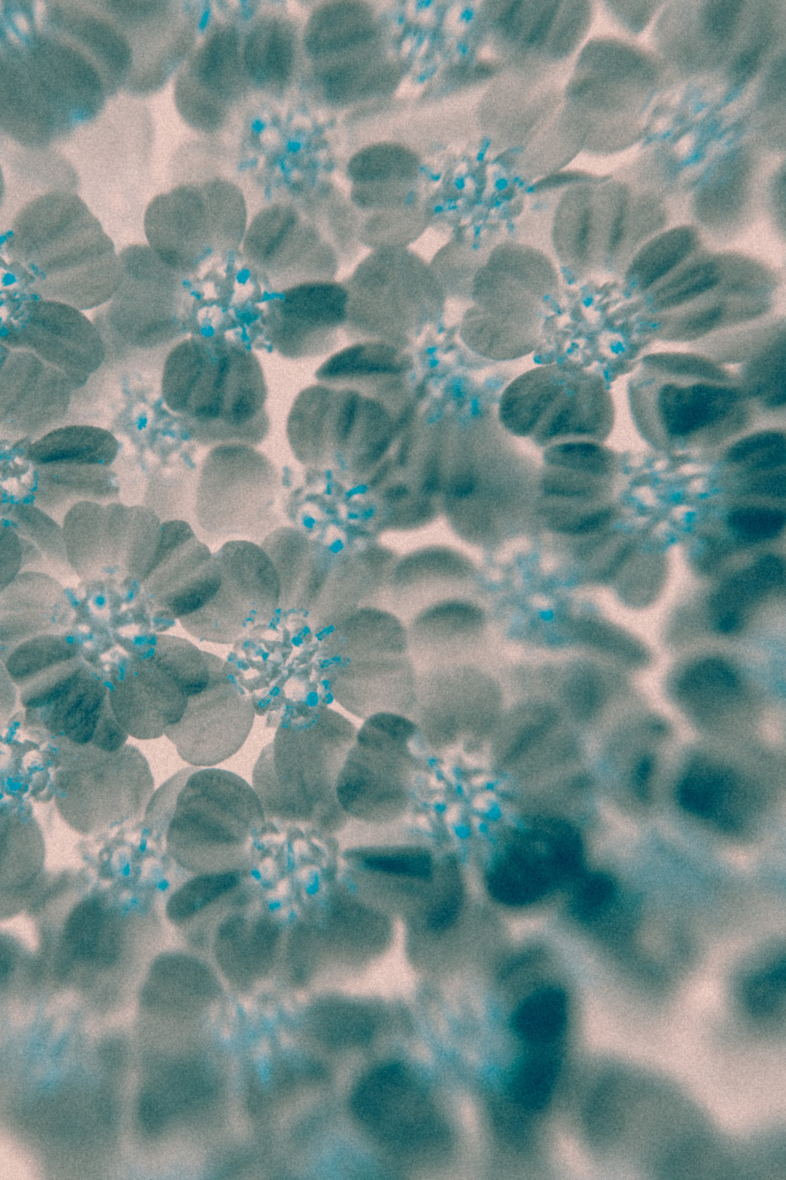 NON-EXISTENT FLOWERS. Фотограф Евгений Чащихин RGB АРХИТЕКТОР в Перми