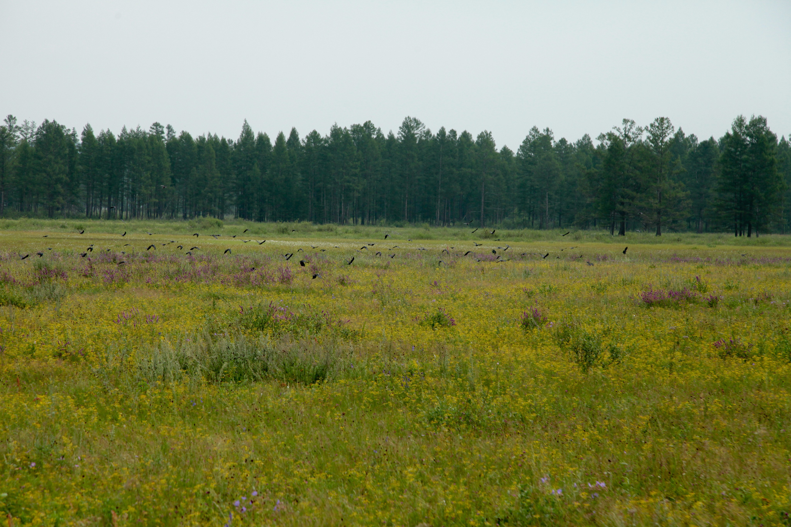 Фото Природы Забайкалья. Студия Максима Белослюдцева