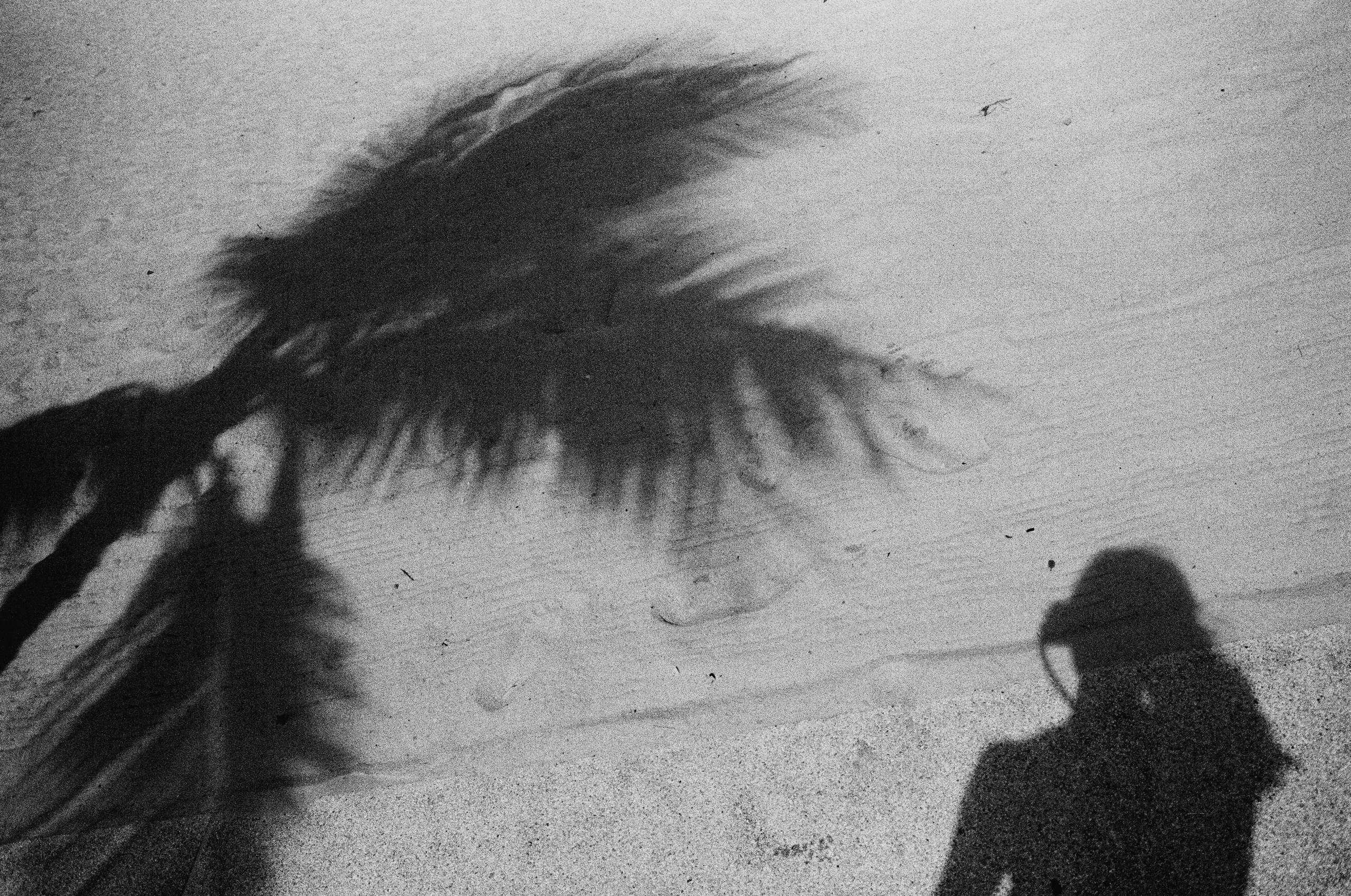 Hide-and-seek. Revucher