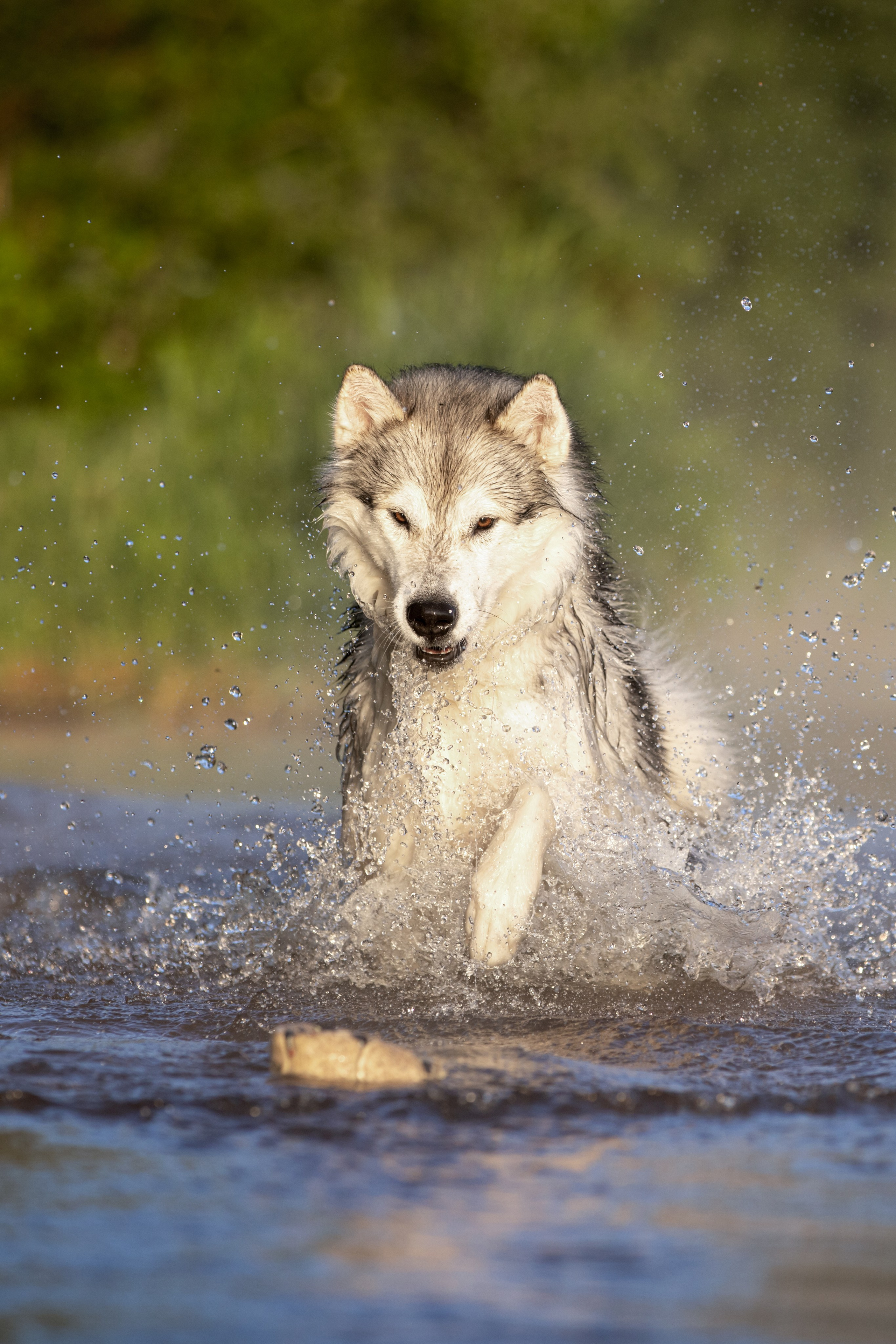 Съёмки с собаками. ESHE_PHOTO Фотограф анималист в Москве и Московской области