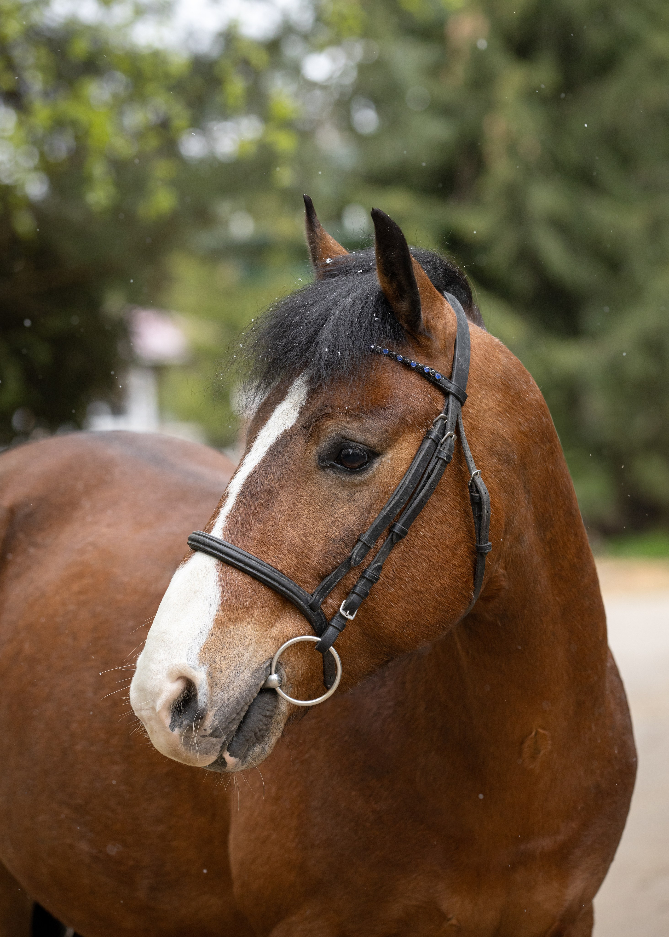 Лошади (экстерьер, портрет, фото на продажу). ESHE_PHOTO Фотограф анималист в Москве и Московской области