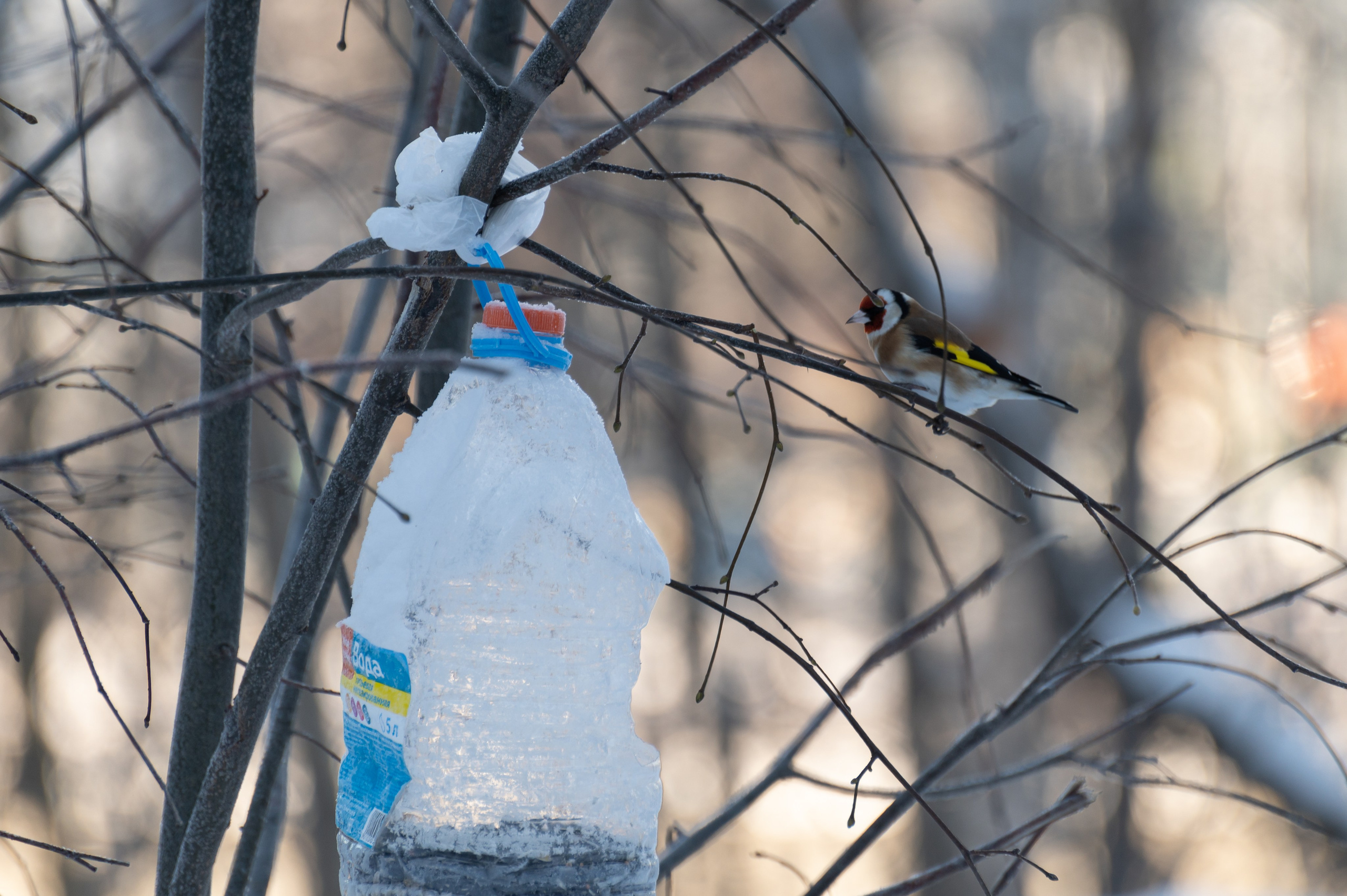 20240120 Воробьёвы горы. Дмитрий Ремизов. Фотография, как хобби