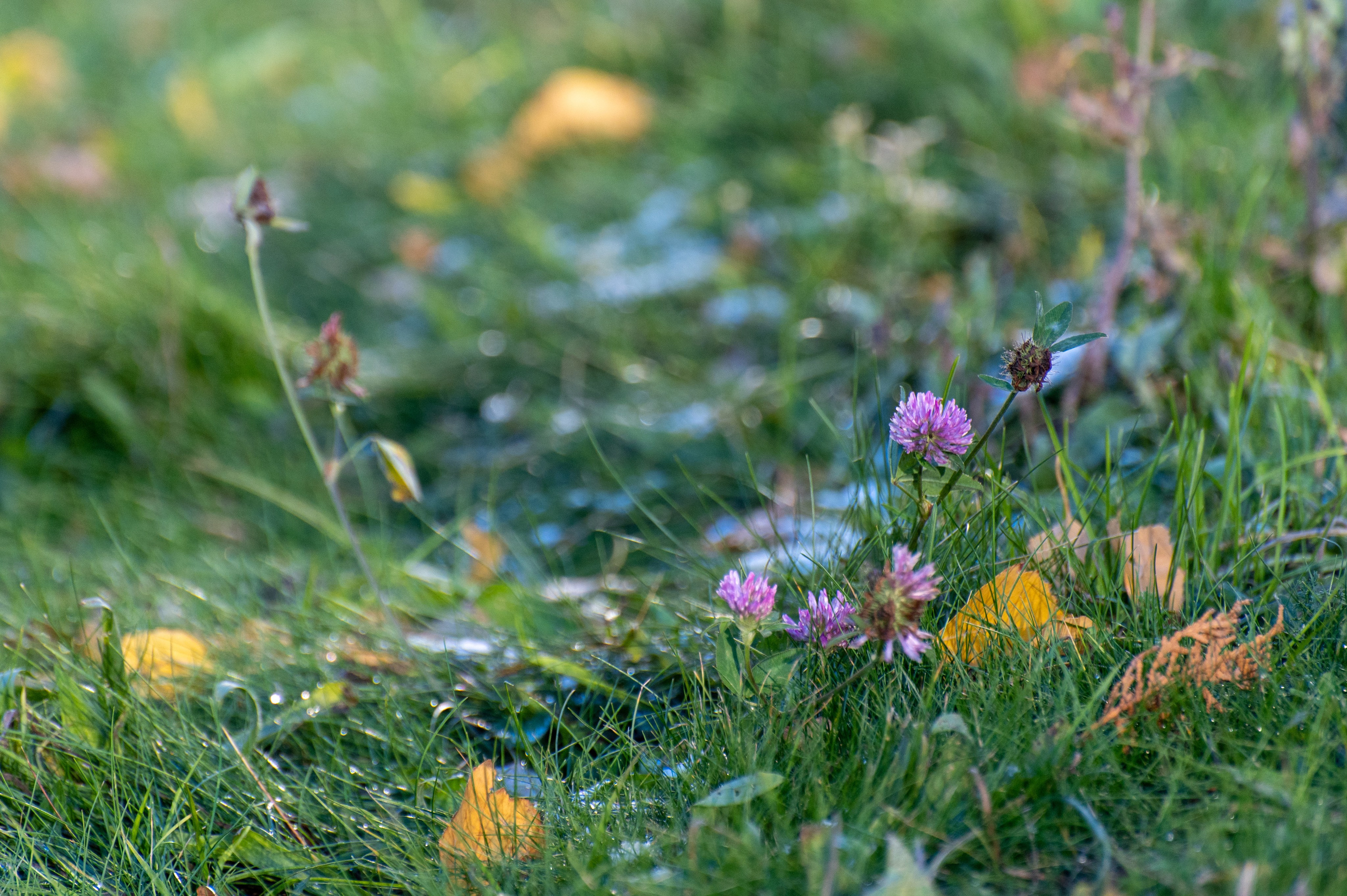 20241102 МГУ. Дмитрий Ремизов. Фотография, как хобби