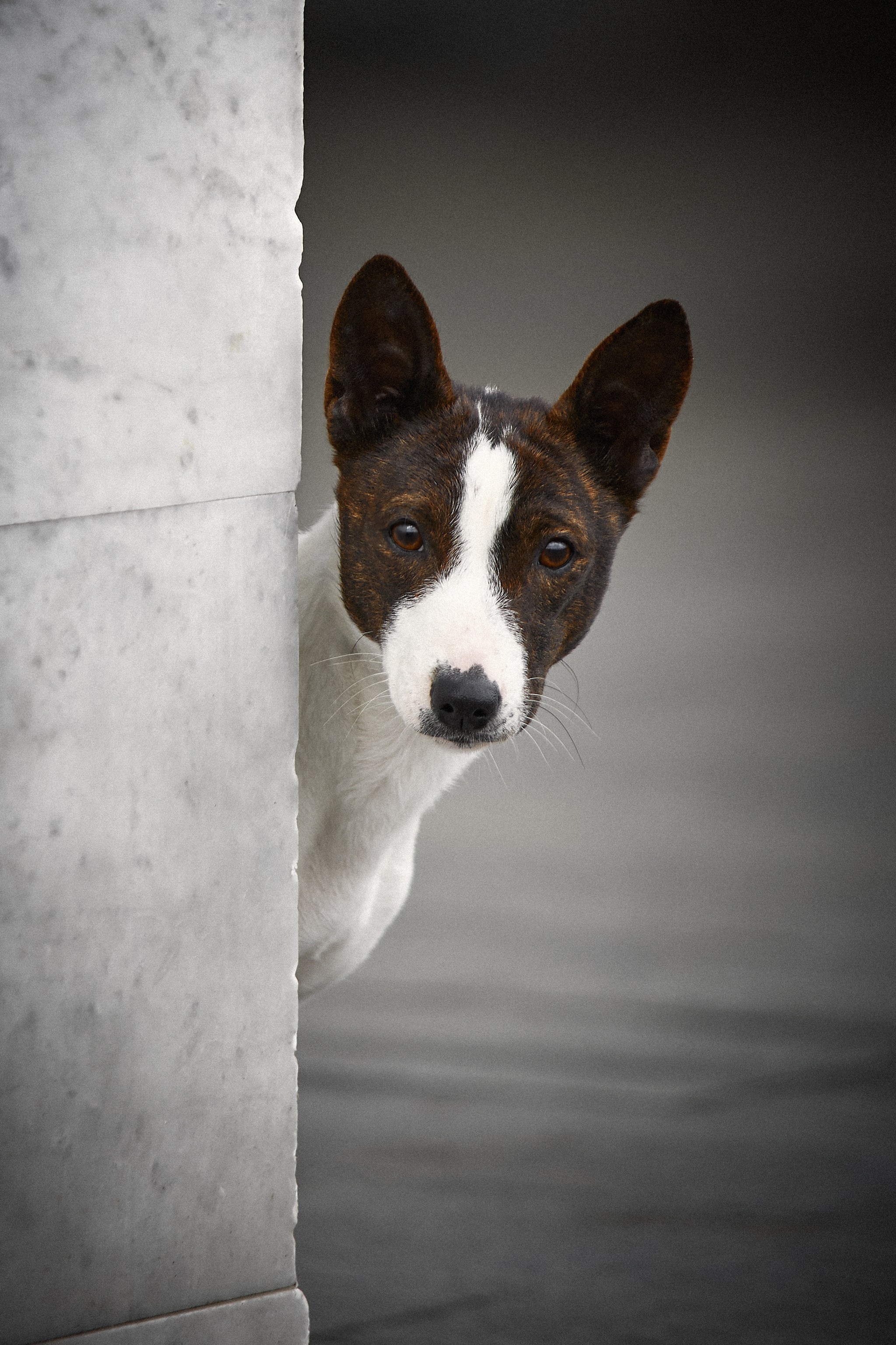 Животные. Портретный, интерьерный и фуд фотограф в Перми Иван Вострецов