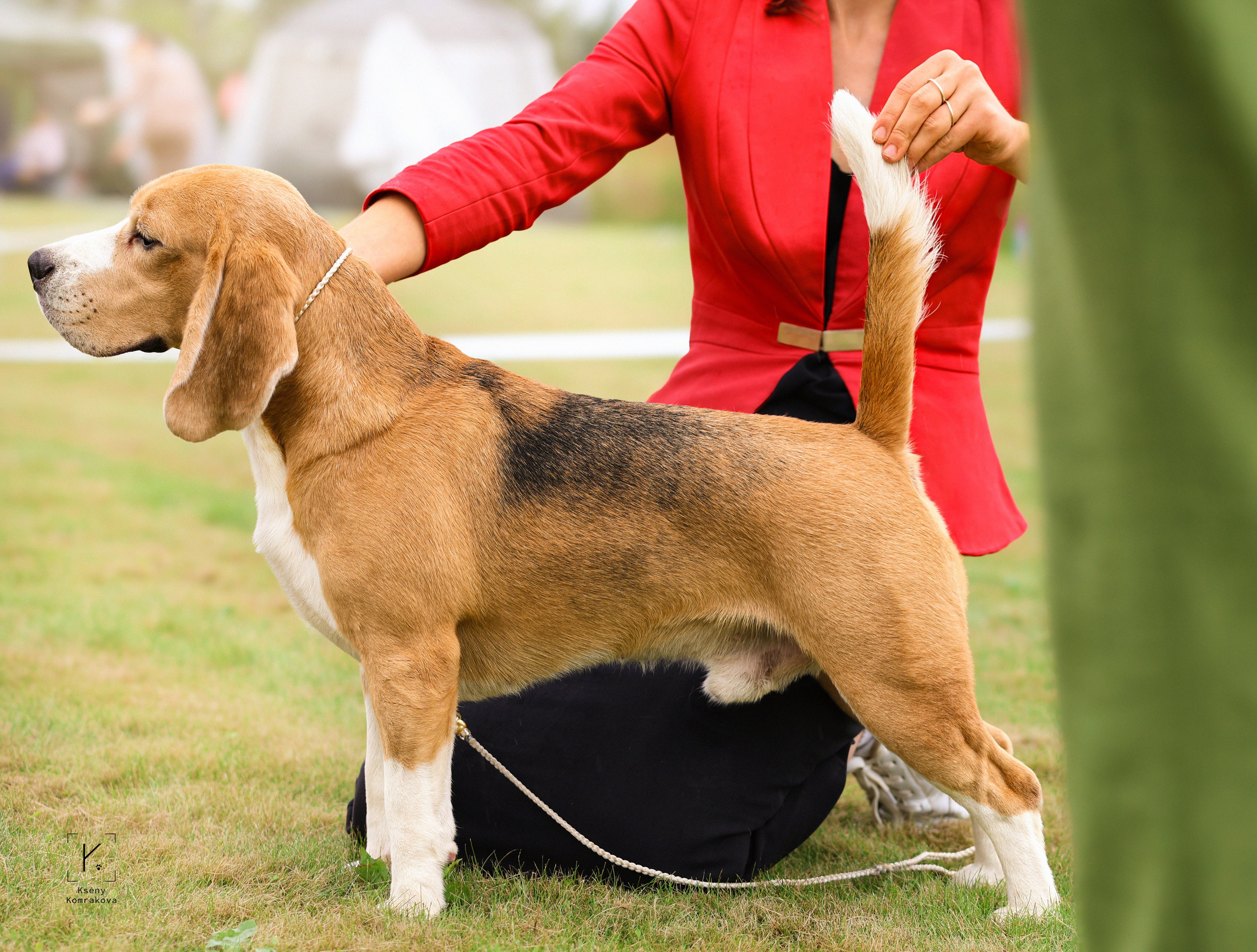 Съемка собак. Анималистика. Репортаж. Индивидуальная съемка