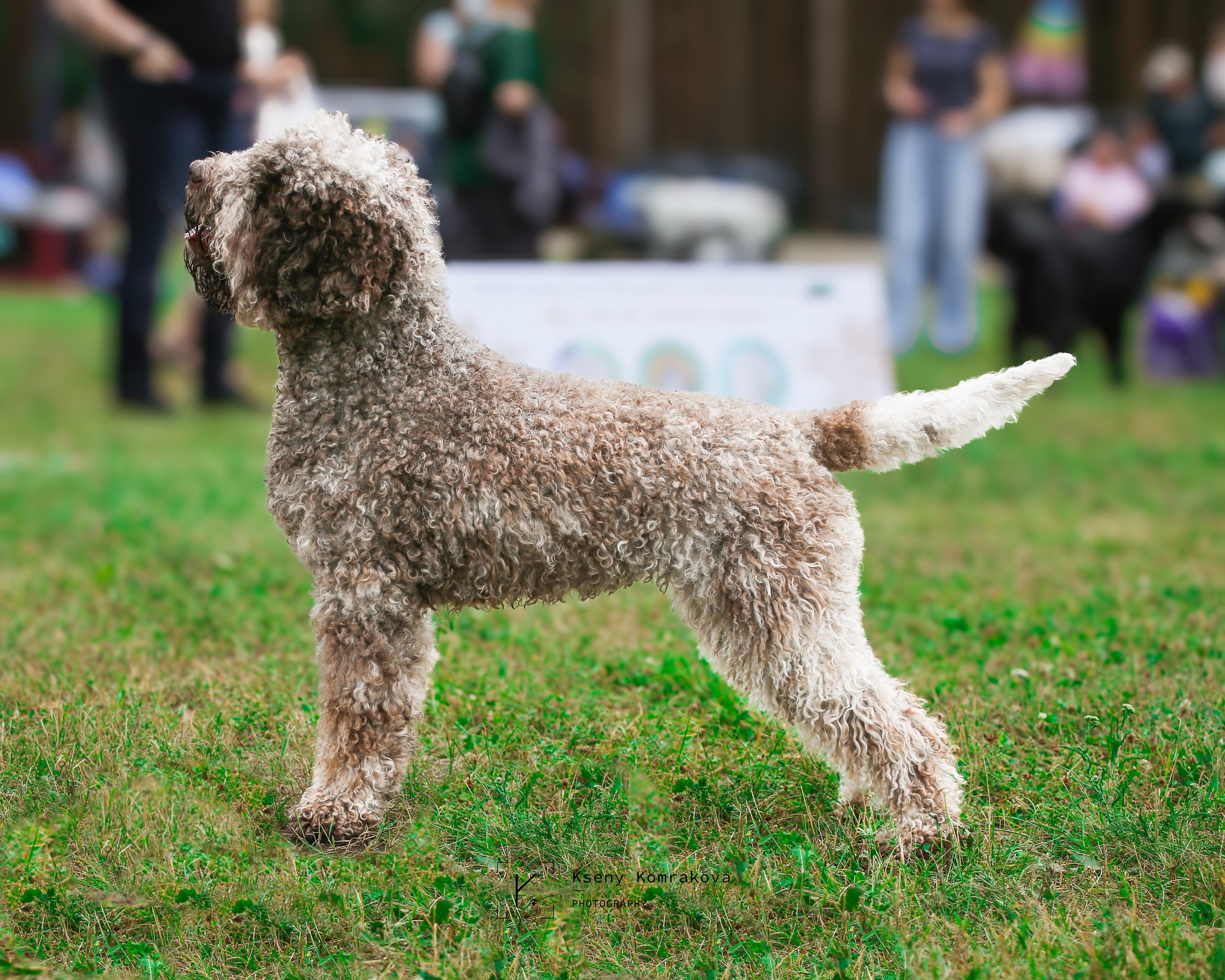 Съемка собак. Анималистика. Репортаж. Индивидуальная съемка