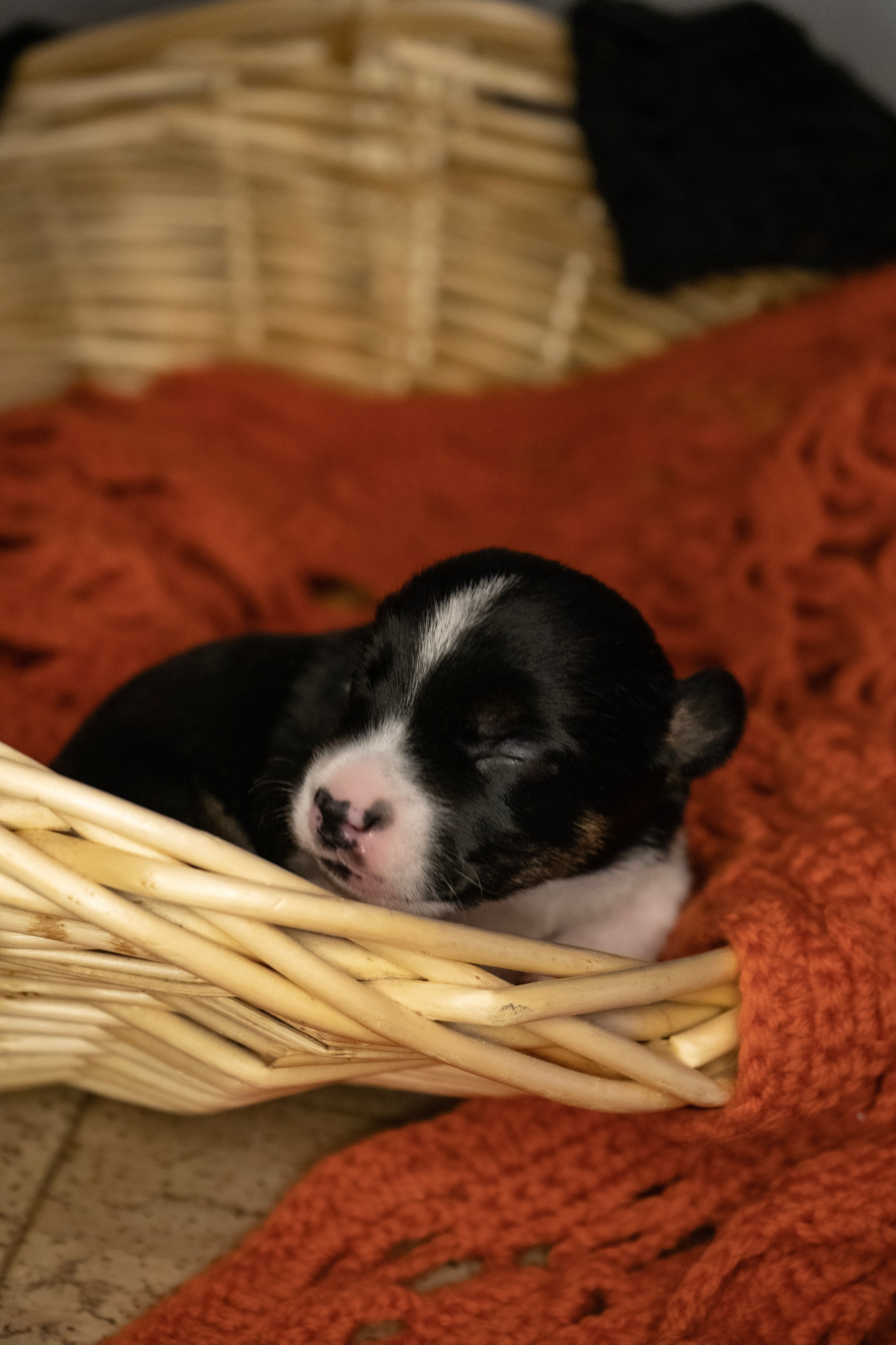 Фотосессии Пушистиков. Фотограф в Санкт-Петербурге Виктория Барышникова