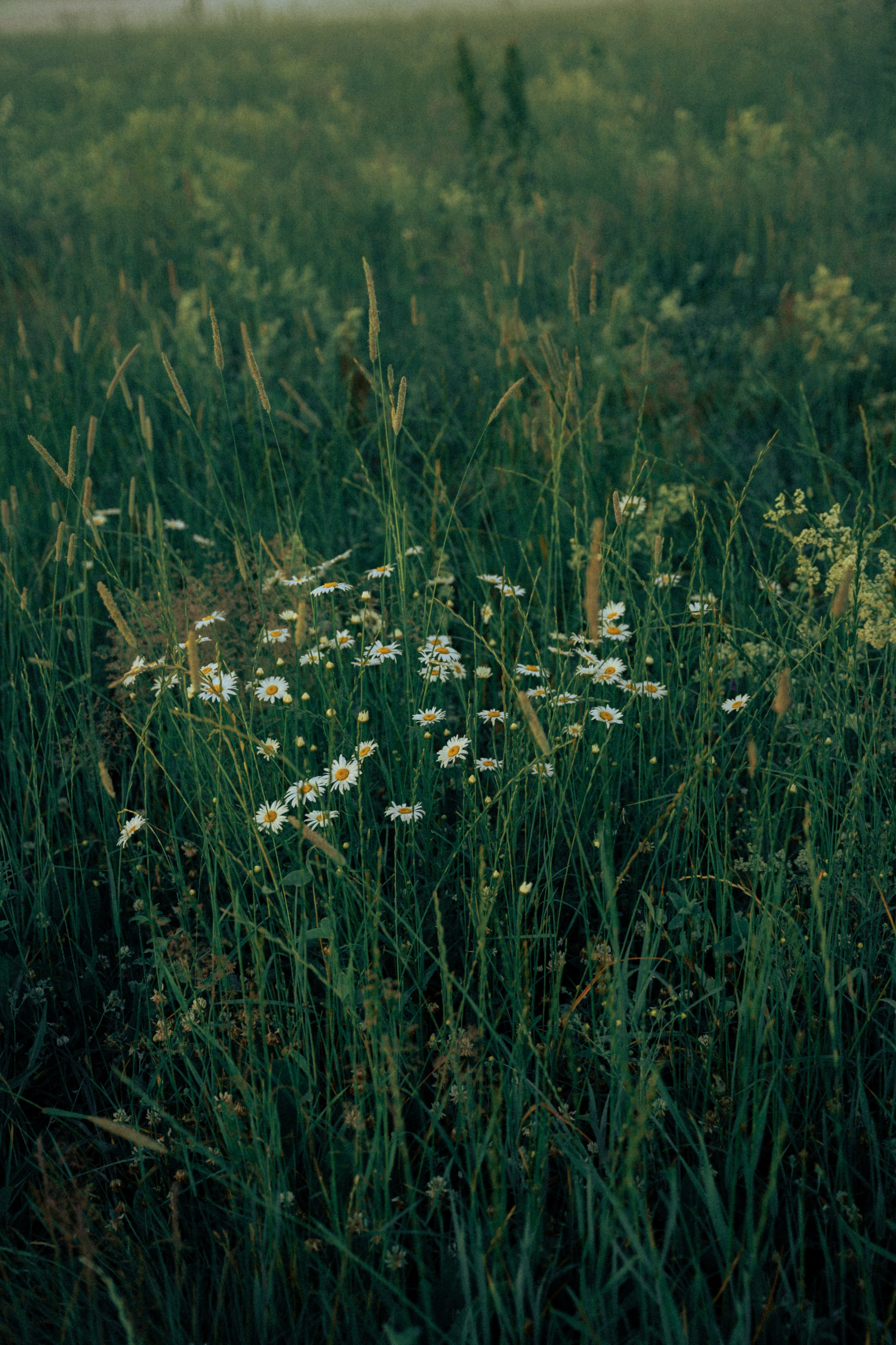 Вероника. Фотограф в Москве и МО Влада Обласова