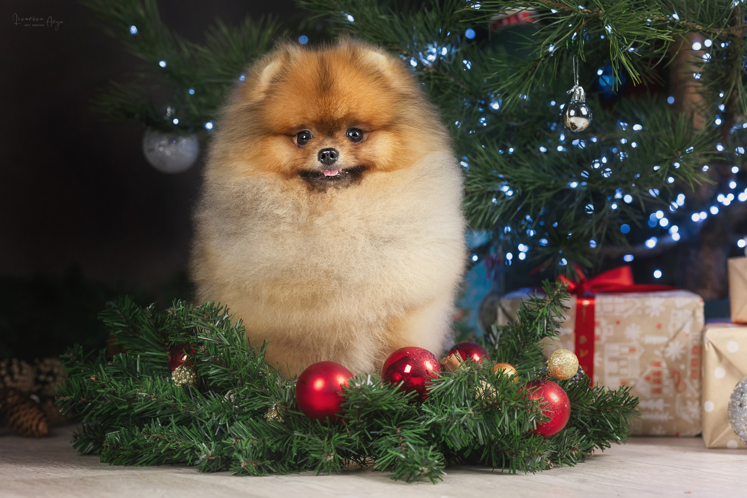 Фотодень_1 2025. Фотограф анималист Аня Ливанова | Рыбинск