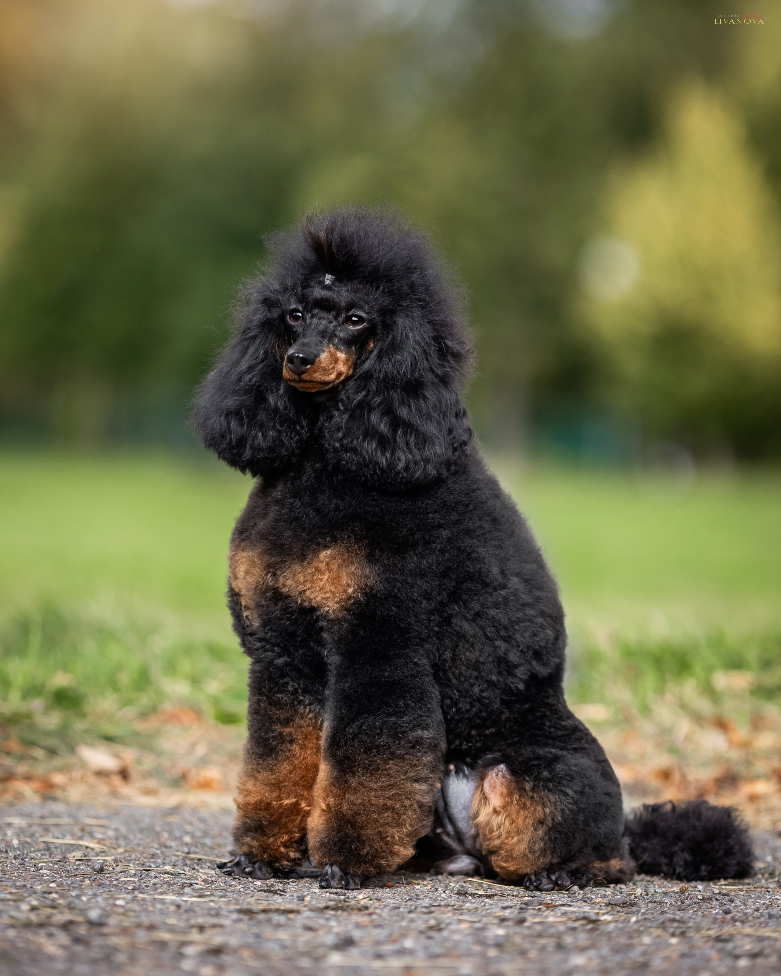 Пудель. Фотограф анималист Аня Ливанова | Рыбинск