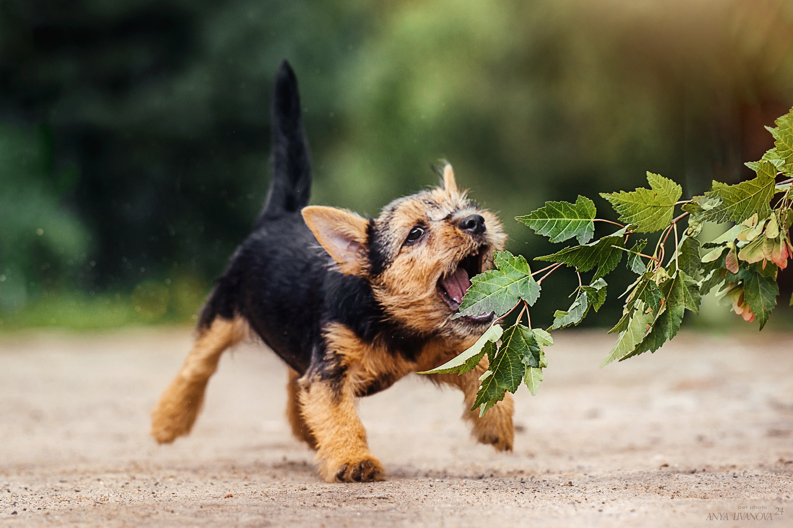 Норвичи. Фотограф анималист Аня Ливанова | Рыбинск