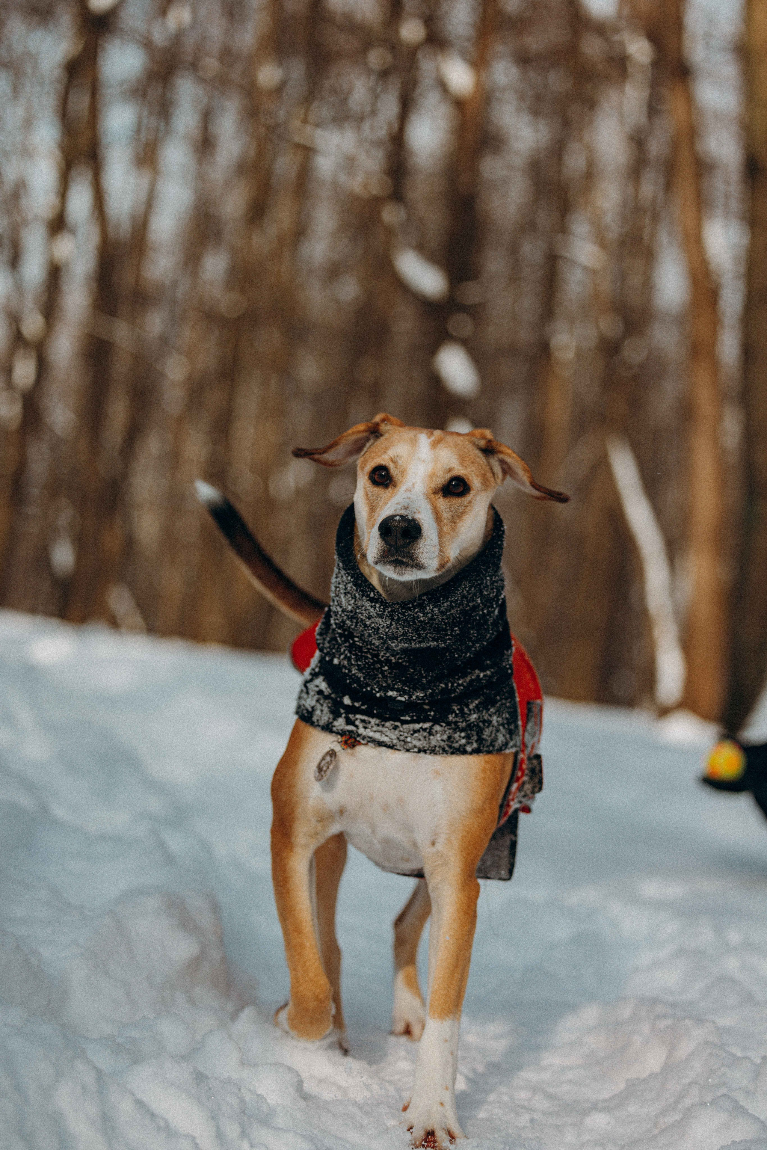 Свобода и ее семья. Фотограф-анималист в Москве Лера Черноног