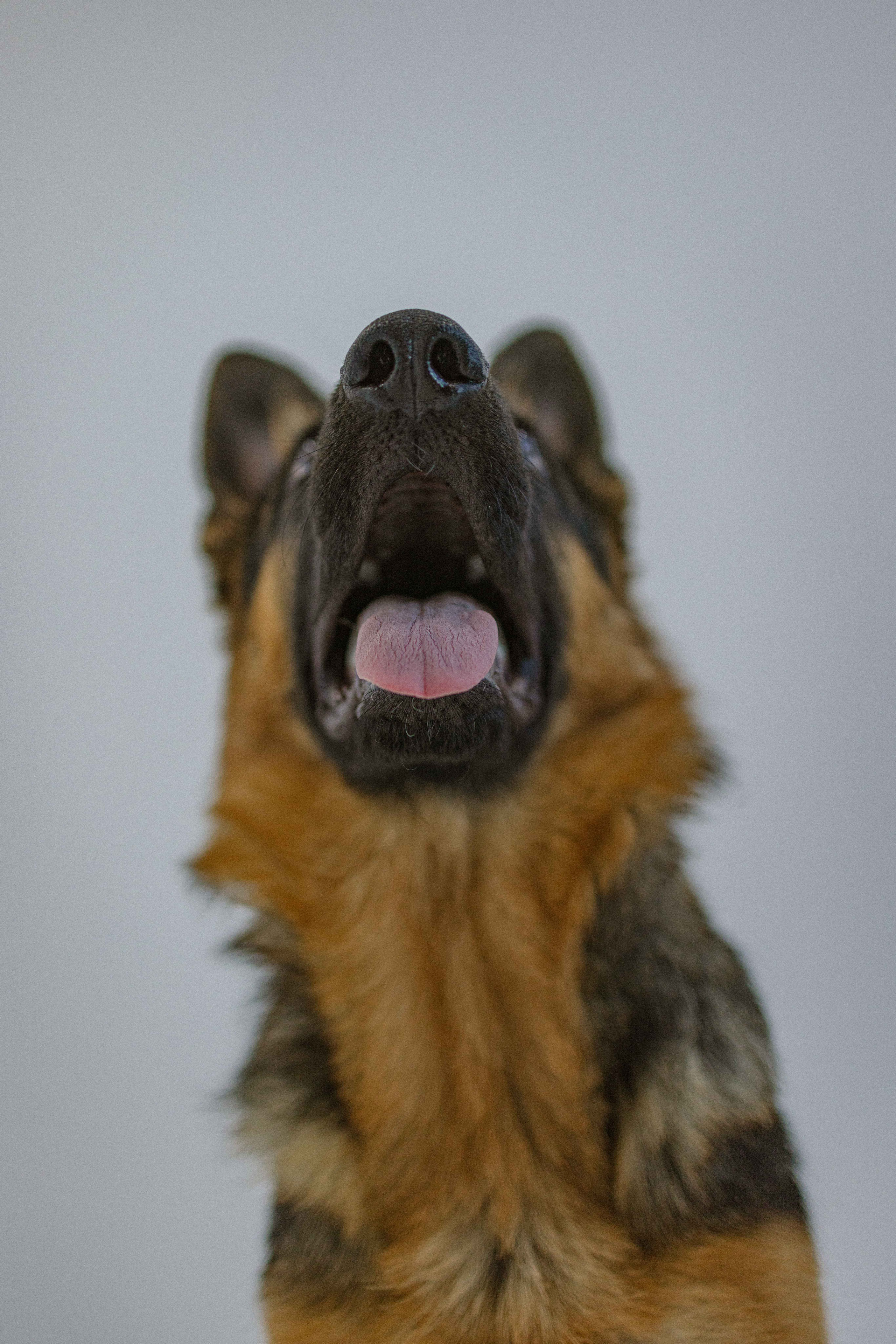 Ася и Буся. Фотограф-анималист в Москве Лера Черноног