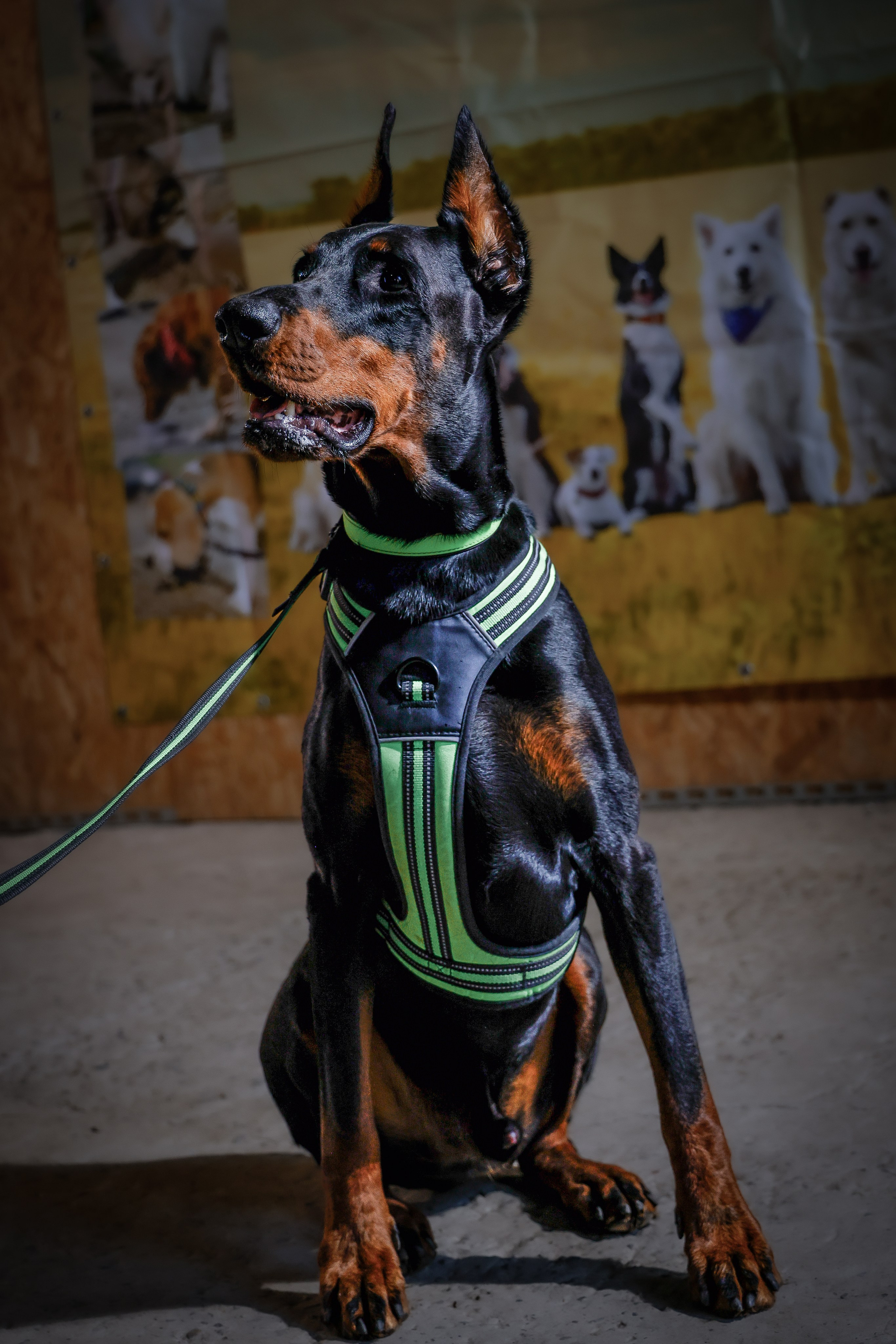 Собаки. Антонина Савельева Фотограф Ставрополь