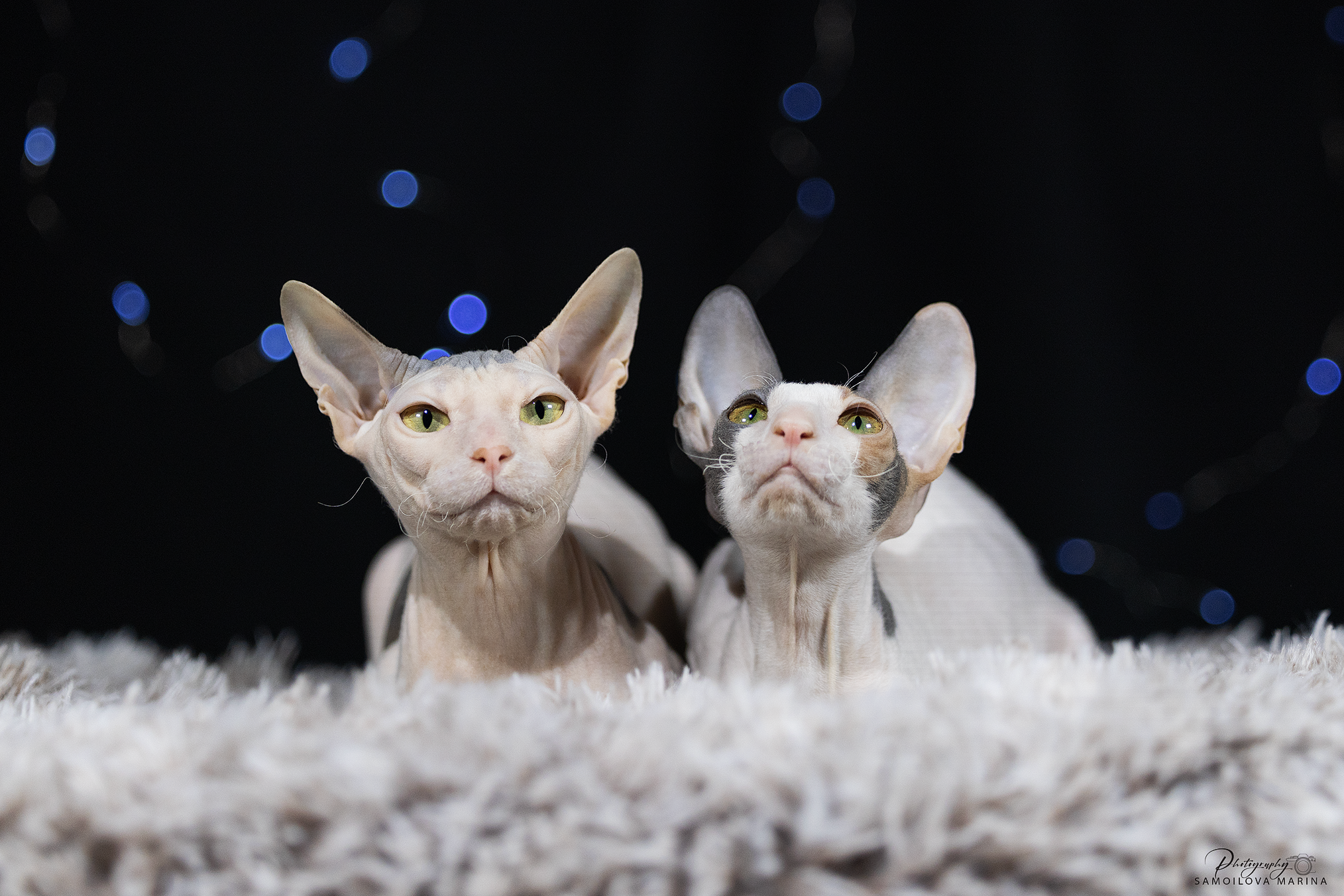 Кошки. Фотограф-анималист в Москве и МО Самойлова Марина