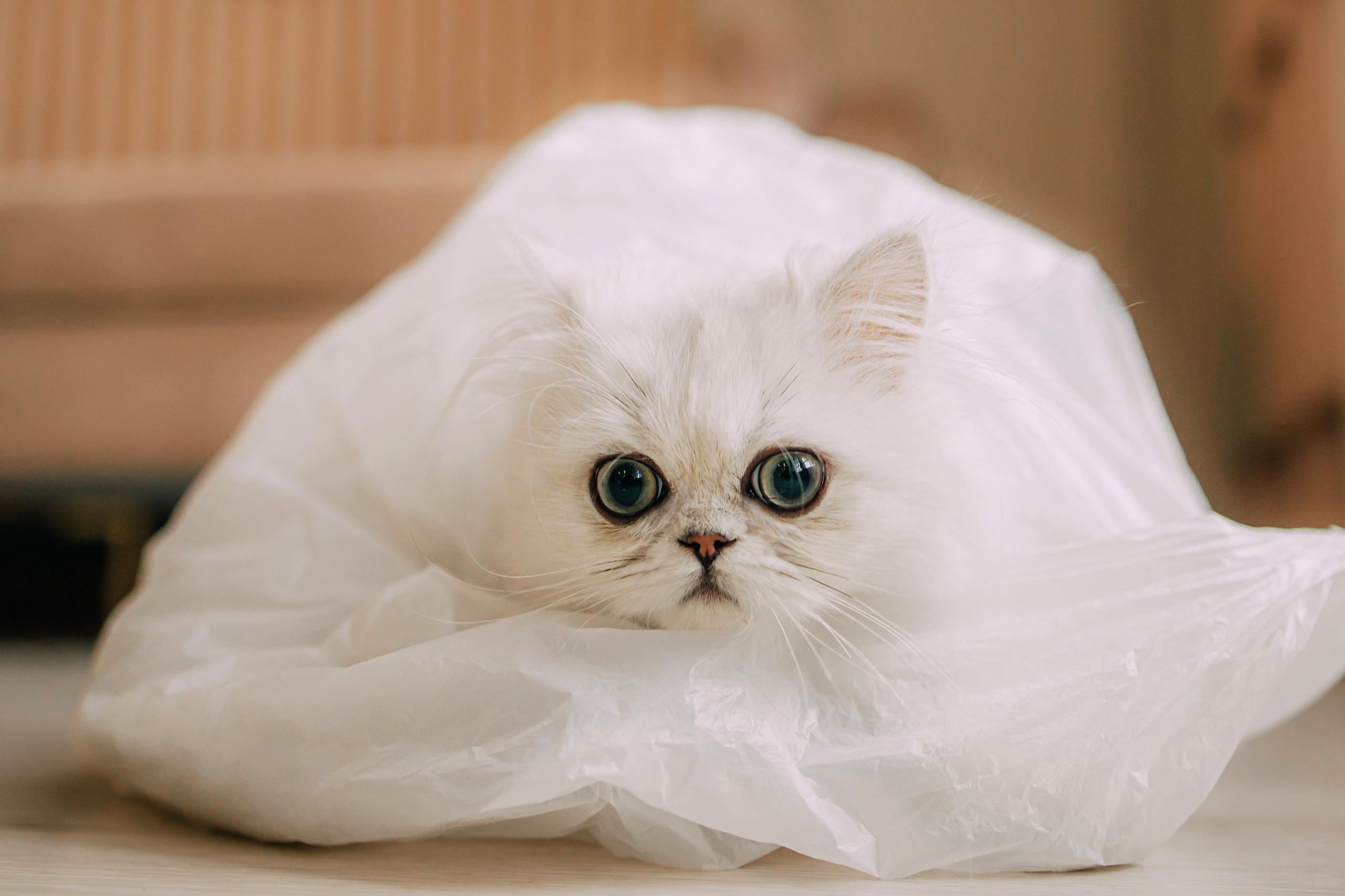 Султан, Мэй Мэй и Шанталь и их семья