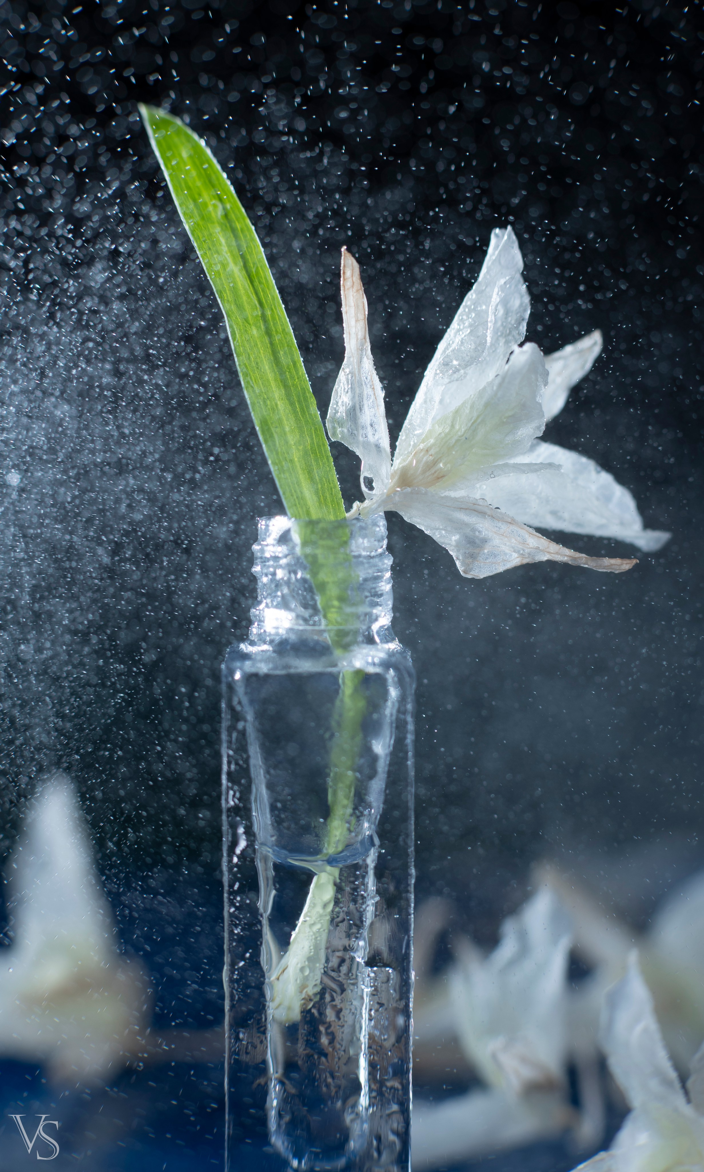 Макро. Фотограф Виктор Степанов