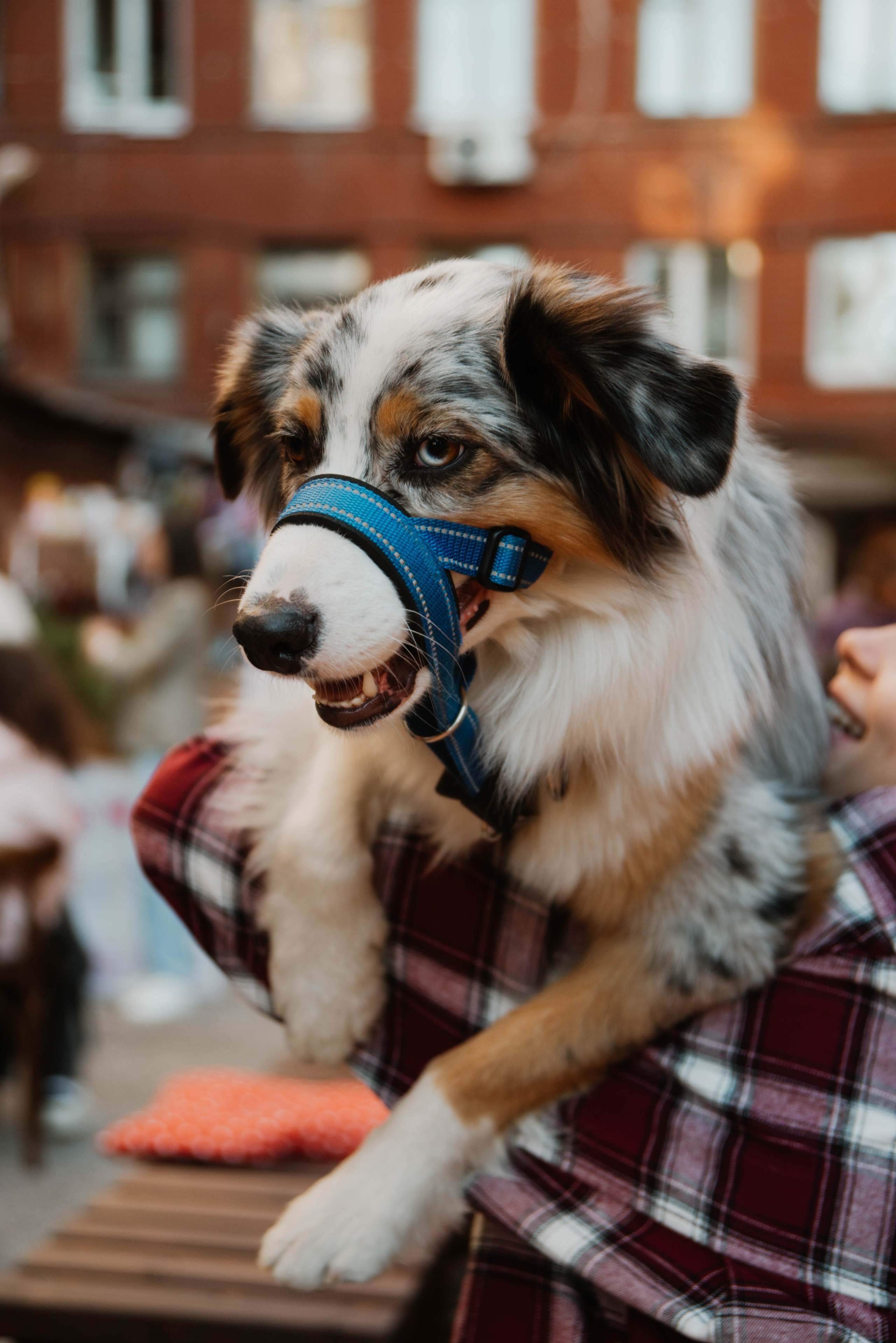 Дог-вечеринка на летнике «Кутёж». Ксения Glossa. Портретный и репортажный фотограф в Самаре
