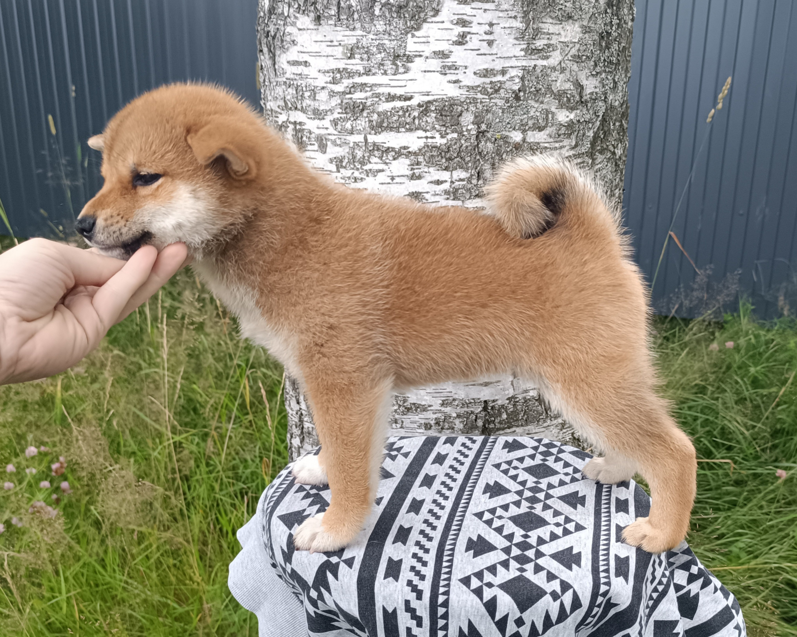 сиба питомник Рубилайт щенки на продажу rubylight  сиба щенки купить СПб Санкт-Петербург