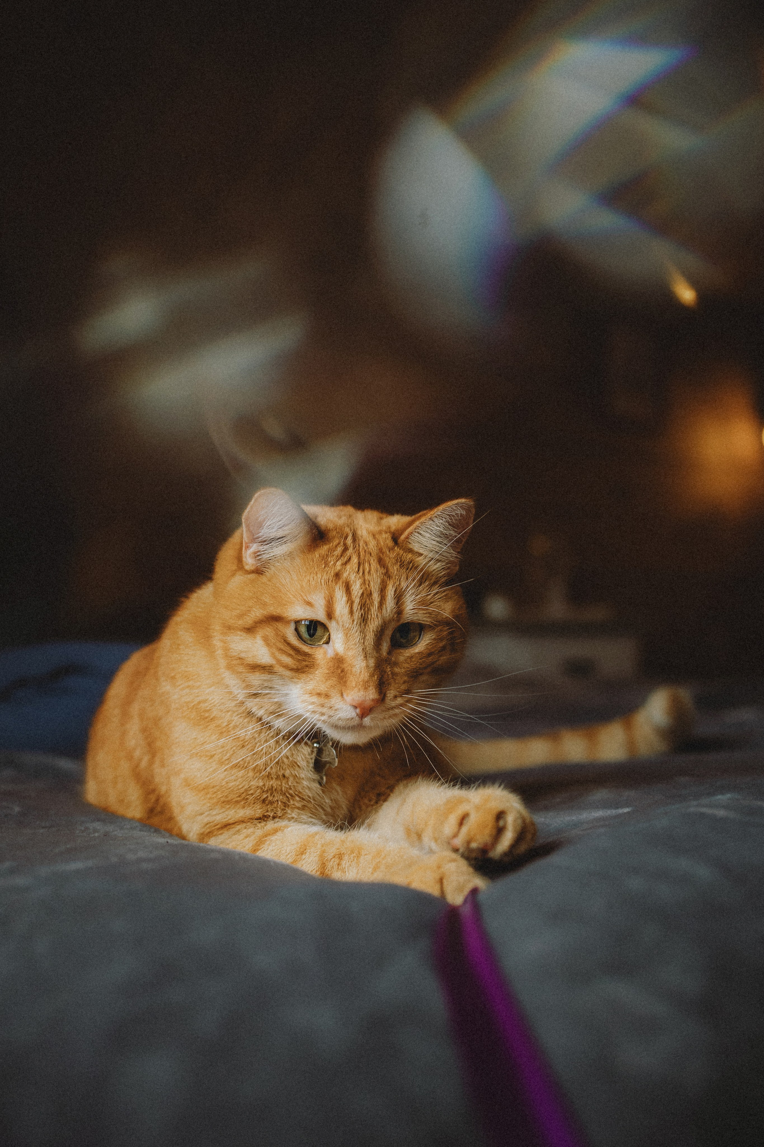 Леброн, Муся и их семья