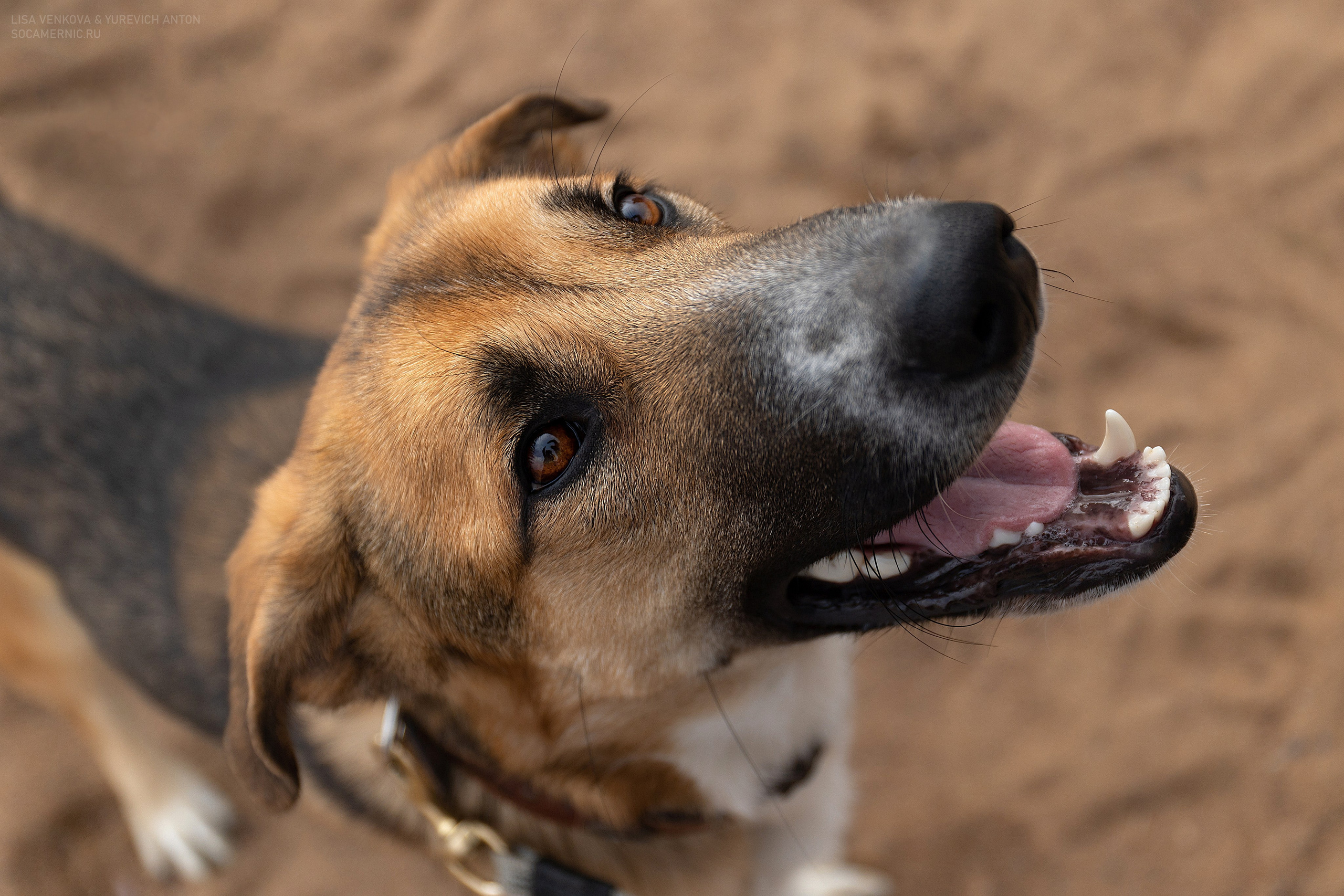 Анималистика