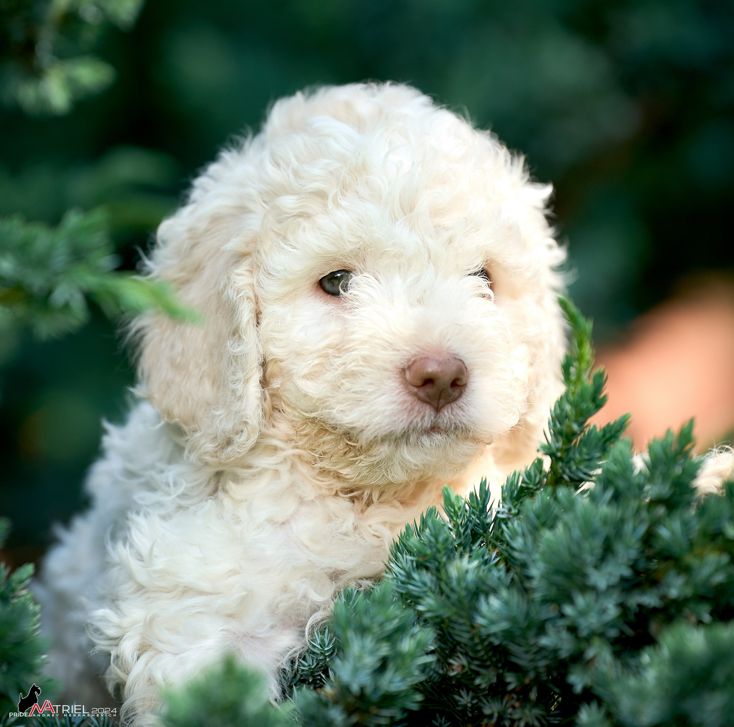 Съемка щенков лаготто