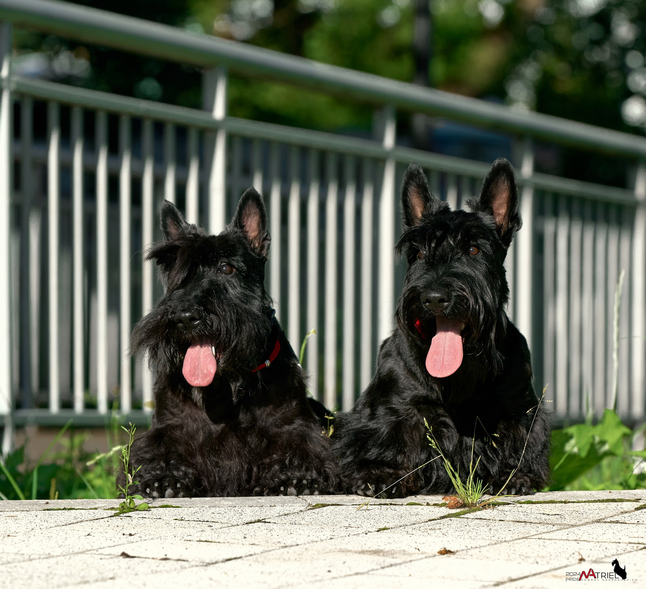 Семейная фотопрогулка с собаками