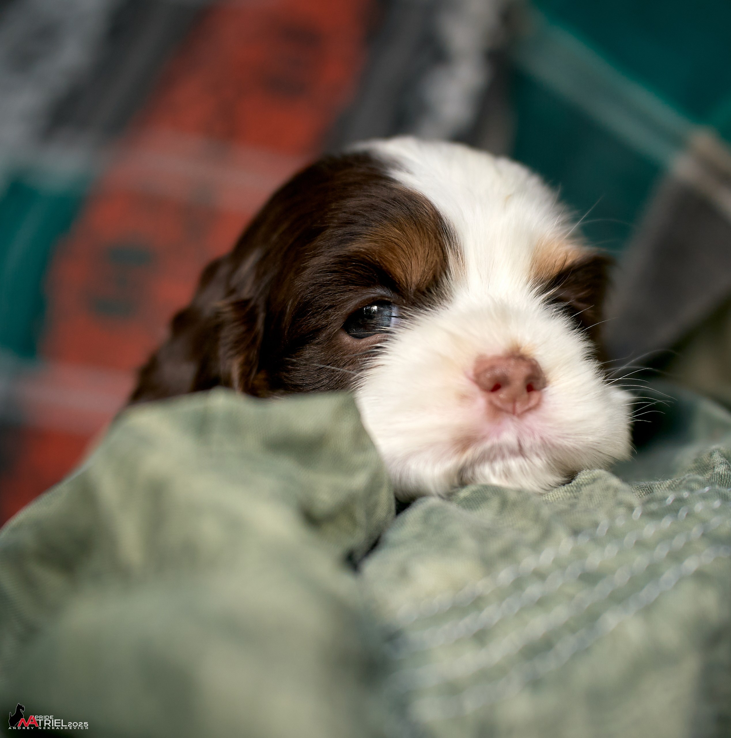 Щенки АмКокеров